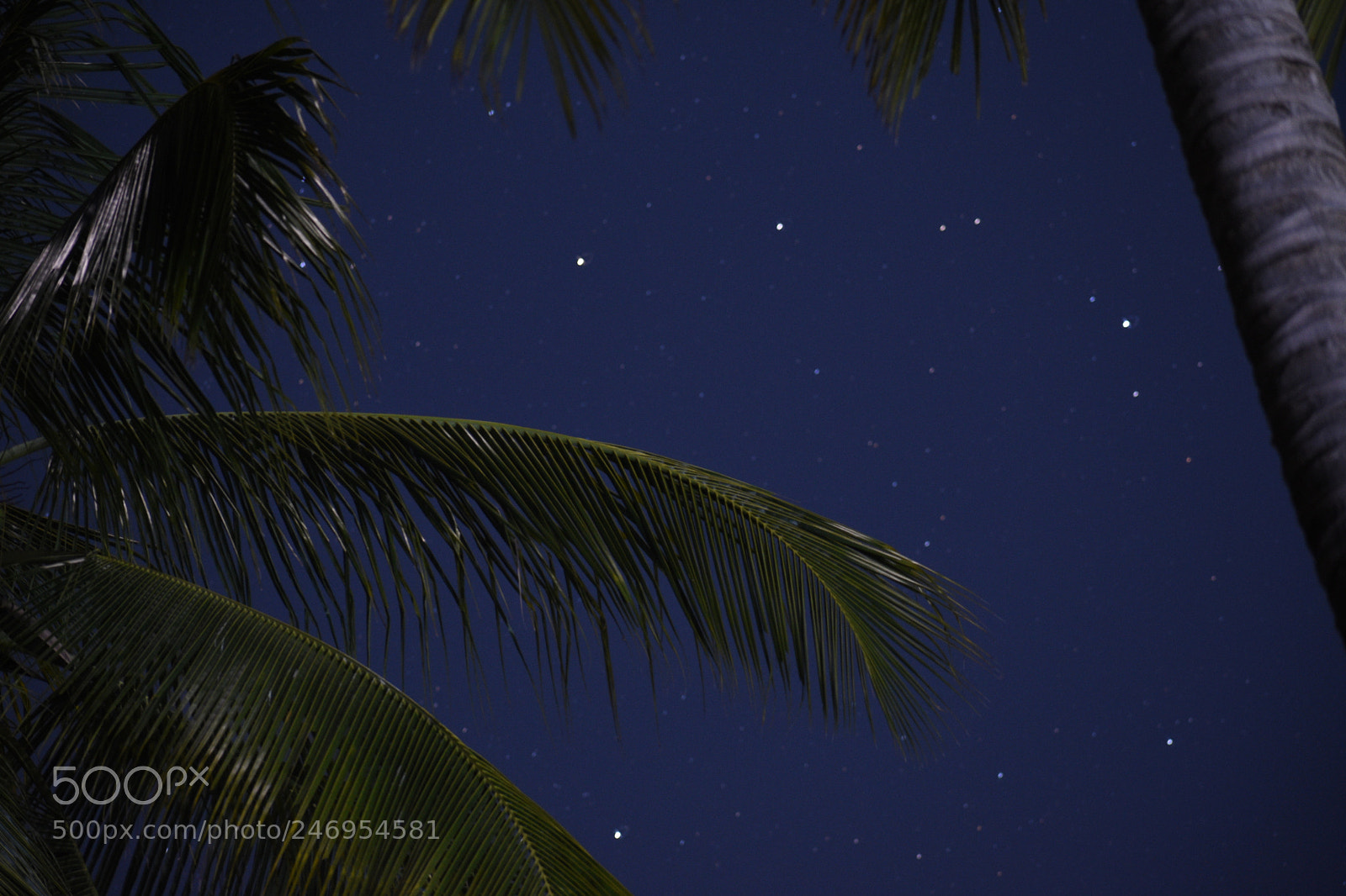 Nikon D3400 sample photo. Night palms photography