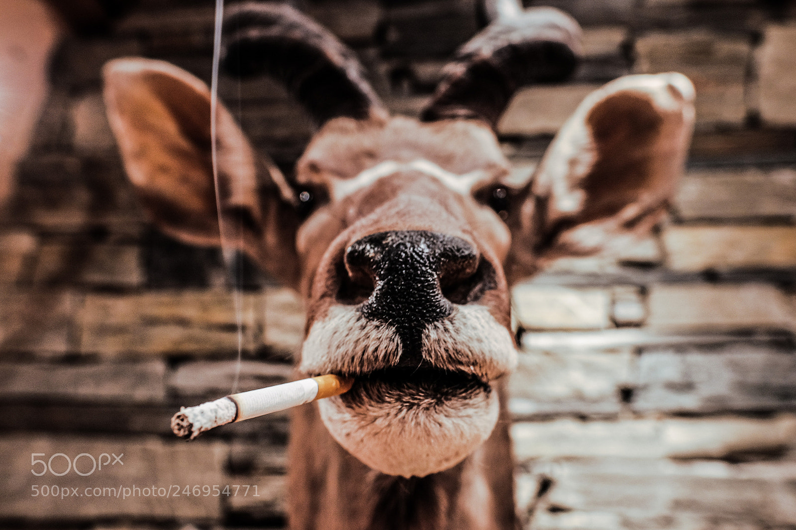 Fujifilm X-T1 sample photo. Cool kudu photography