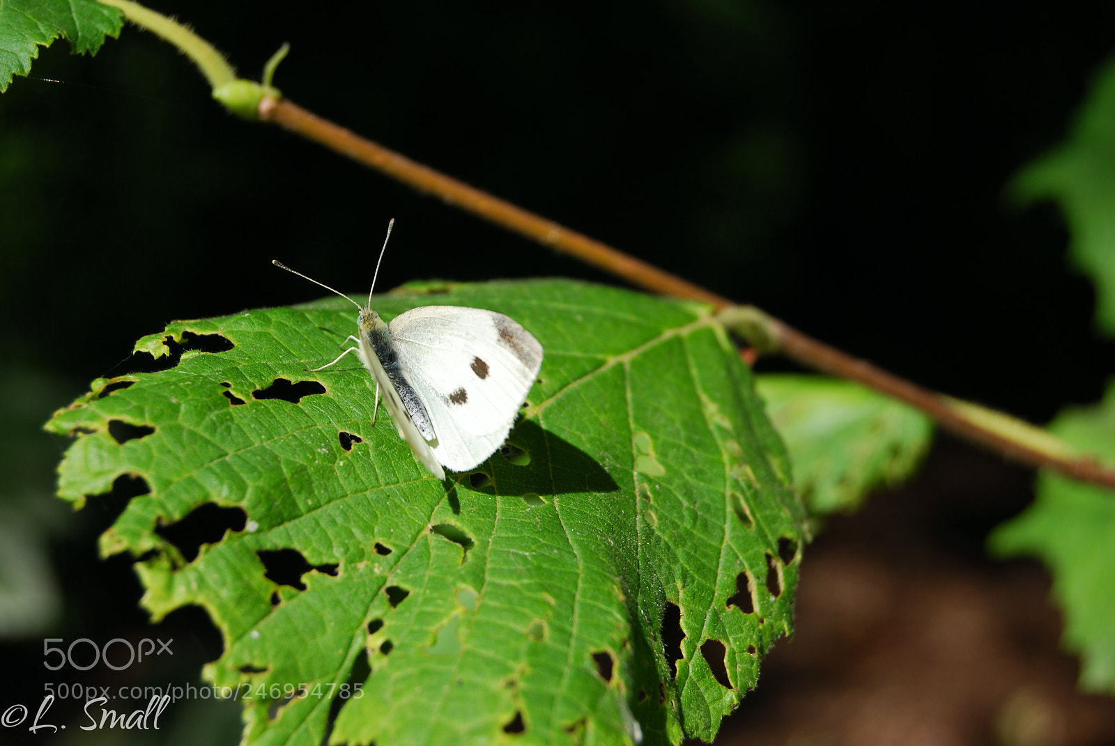 Nikon D60 sample photo. Moth eaten photography