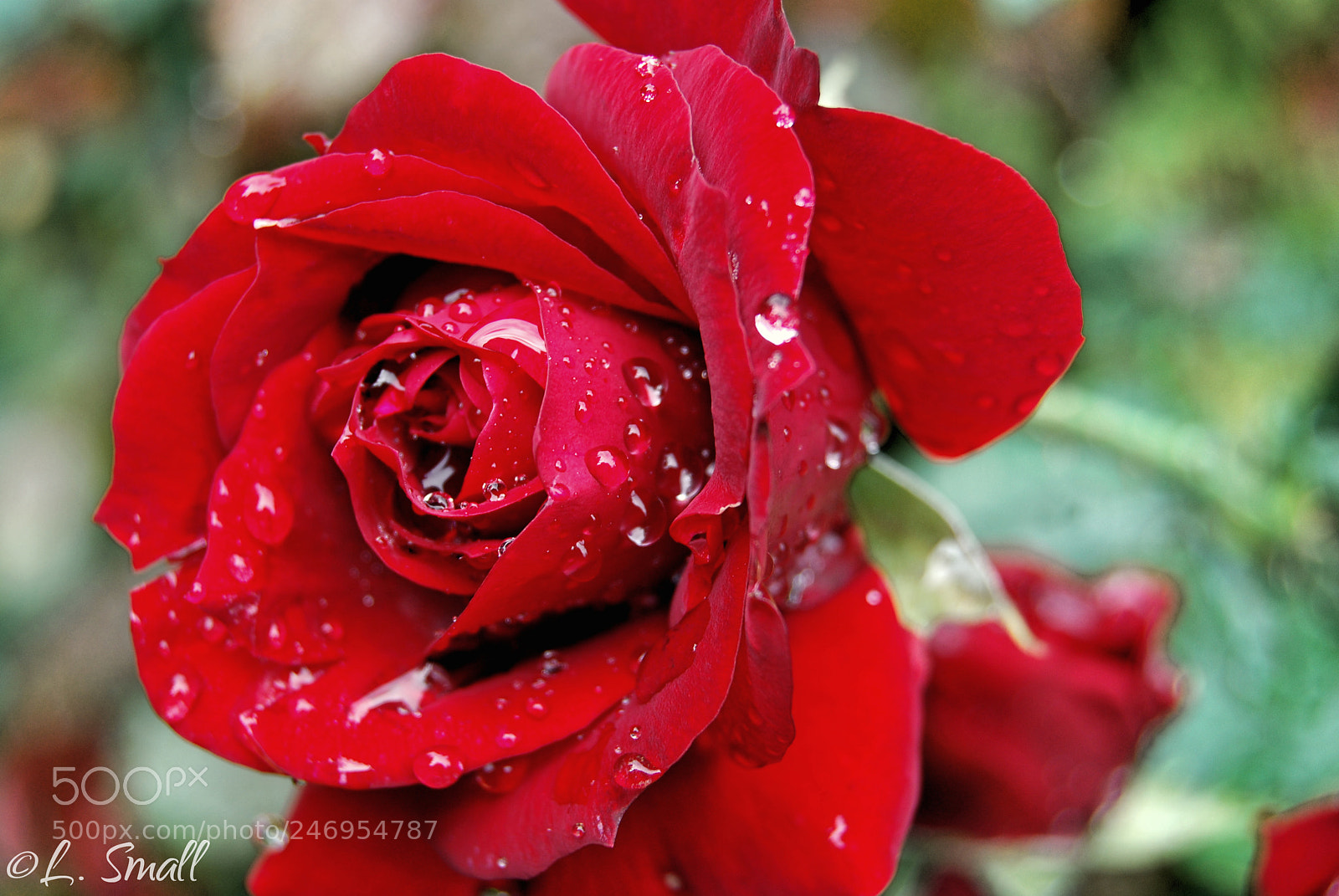 Nikon D60 sample photo. Misted rose photography