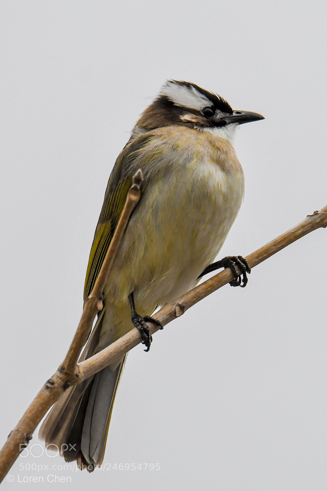 Nikon D500 sample photo. Hi there! photography