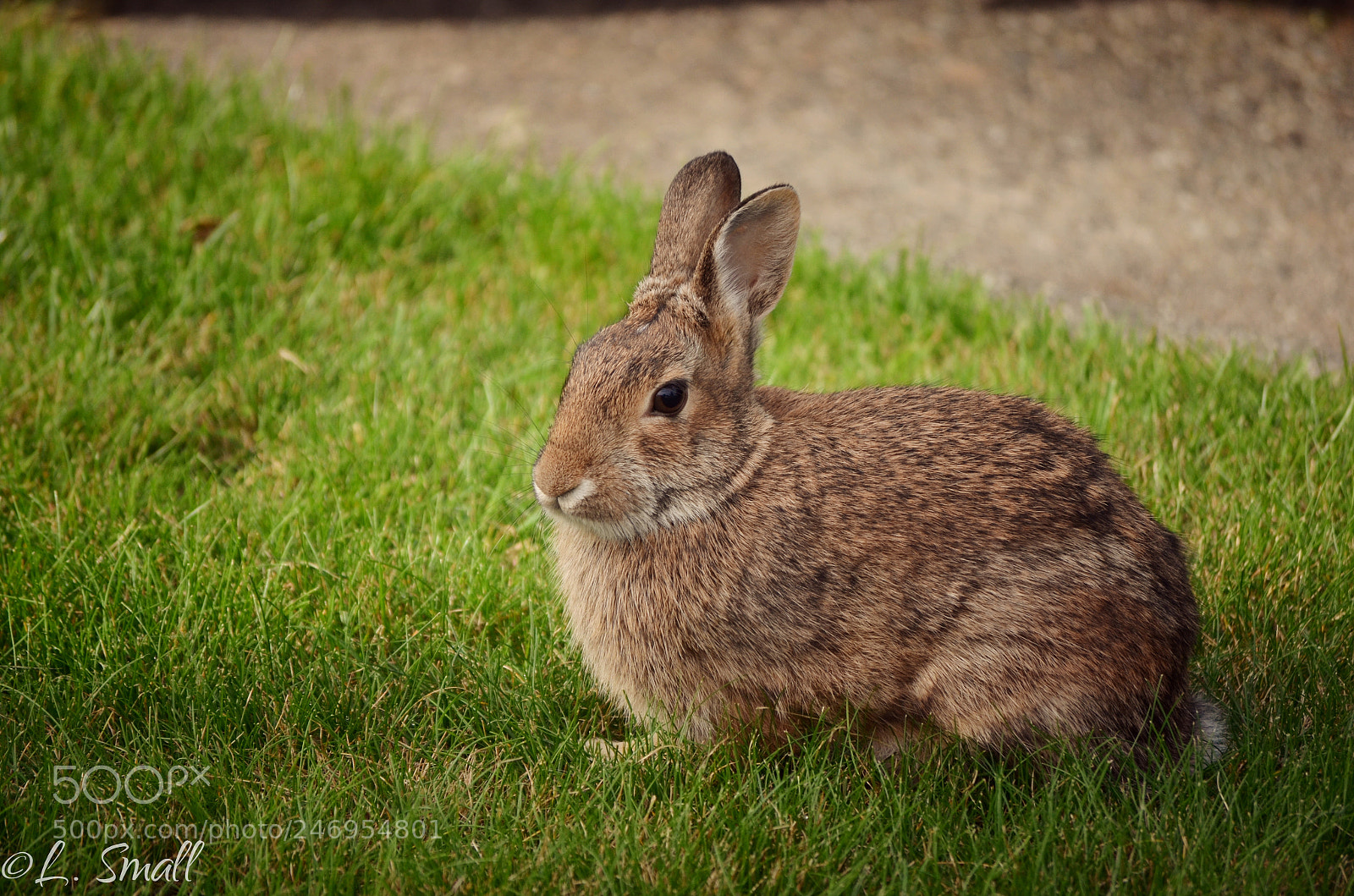 Nikon D5100 sample photo. Wild rabbit photography