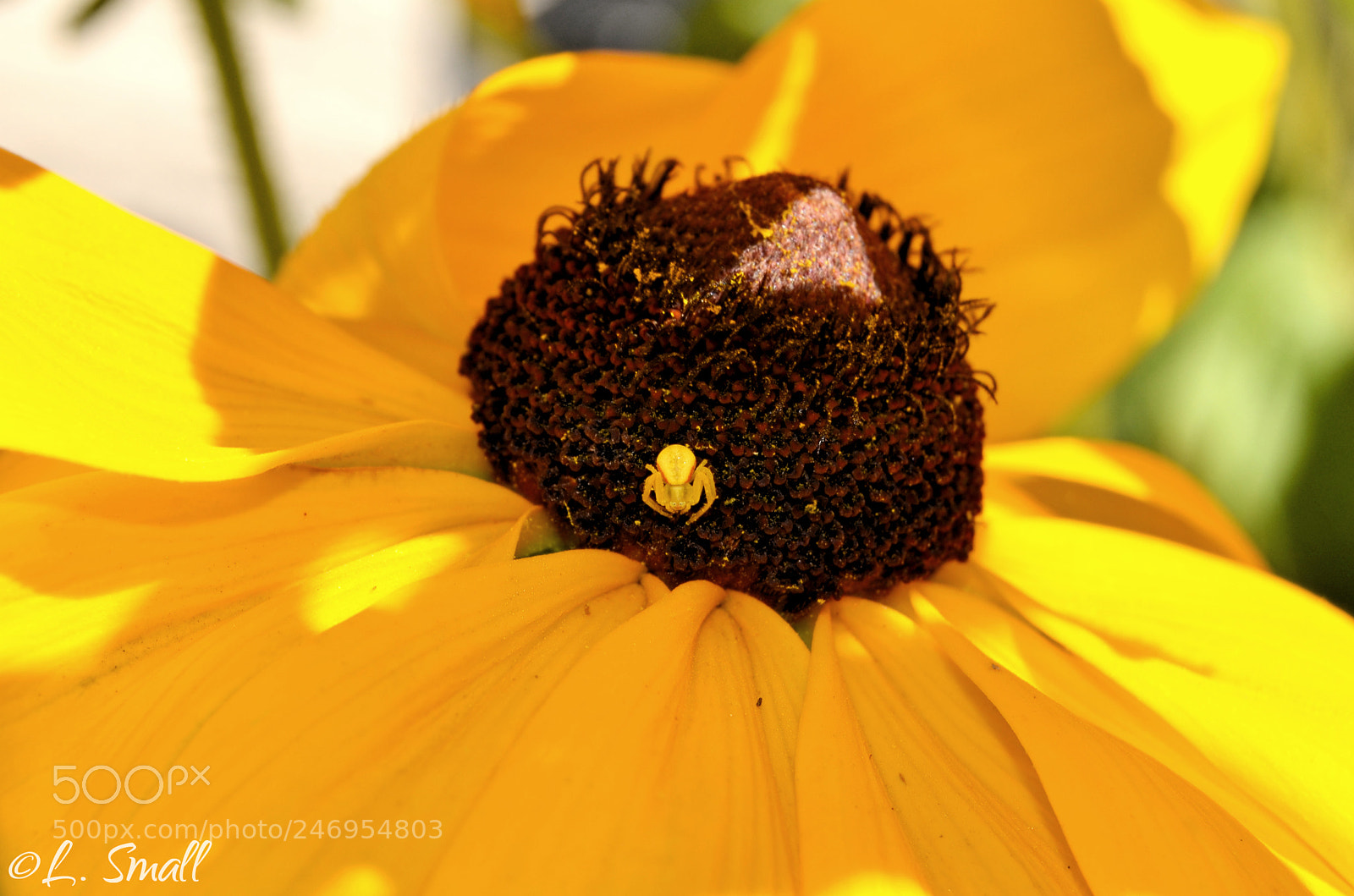 Nikon D5100 sample photo. Golden spider photography