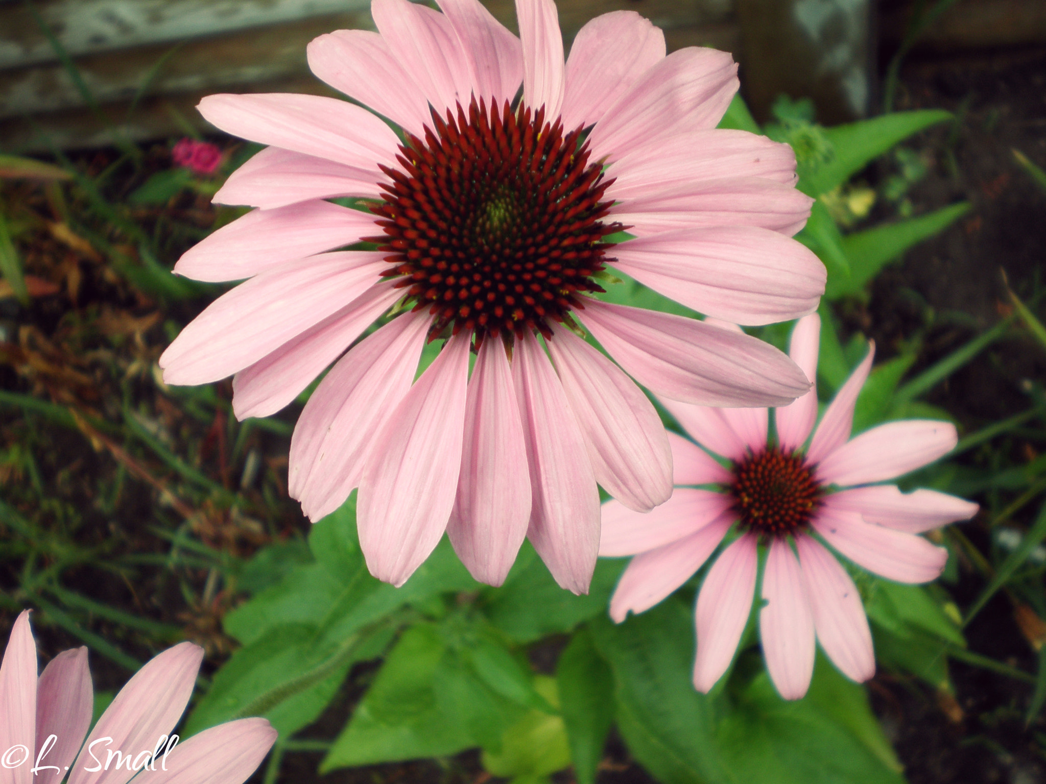 Olympus FE280,X820,C520 sample photo. Perfectly pink photography