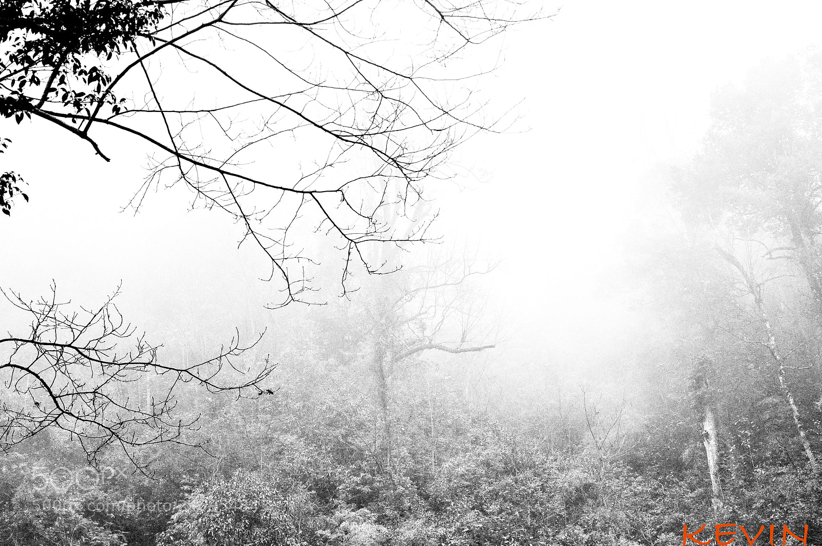 Nikon D90 sample photo. Forest morning photography