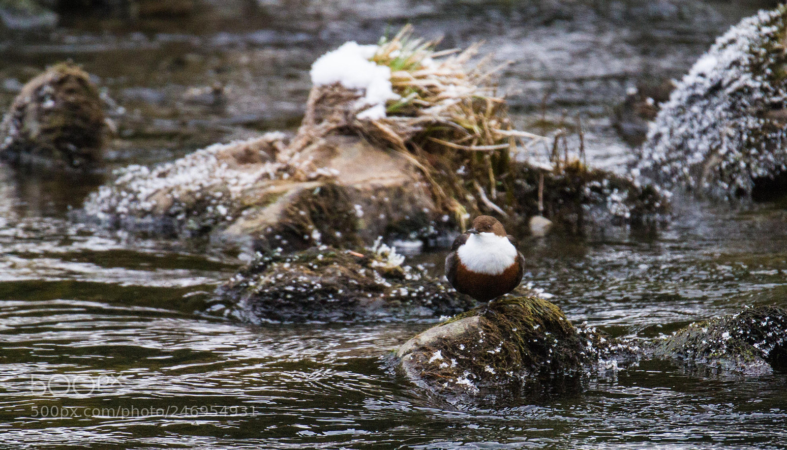 Canon EOS 7D sample photo. Dipper on the river photography