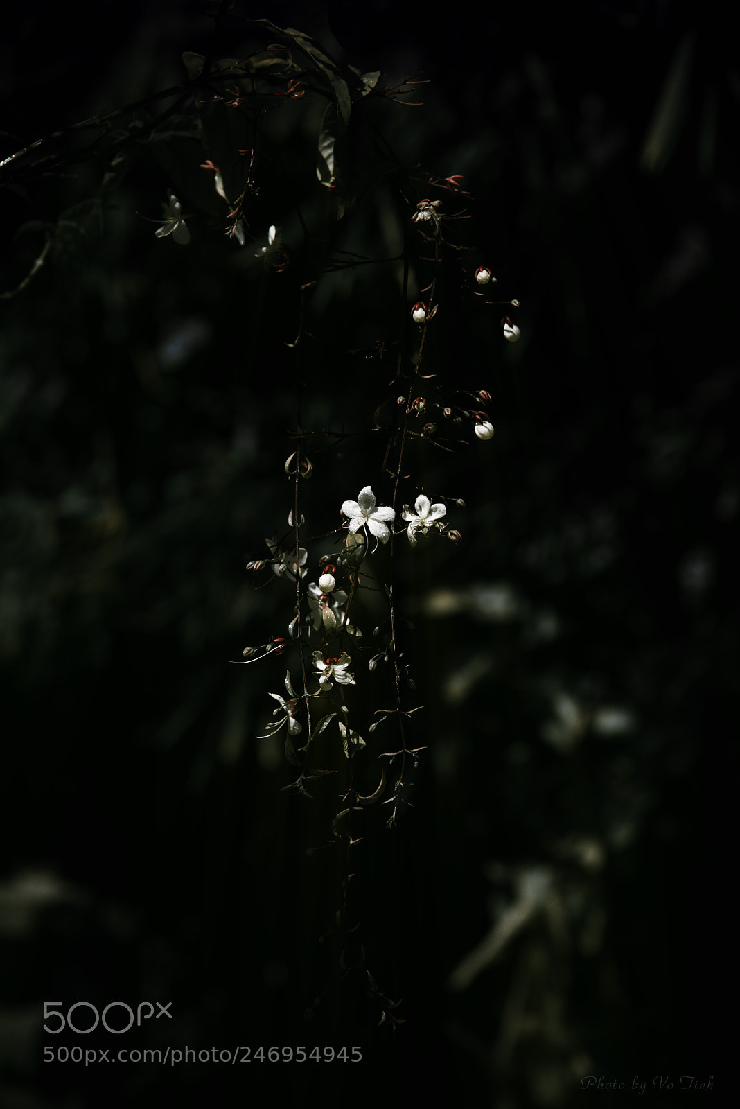 Nikon D800 sample photo. D ng c minh photography