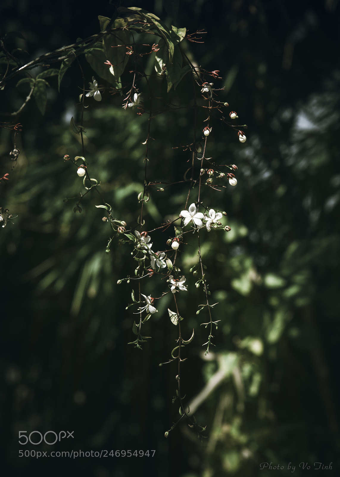 Nikon D800 sample photo. D ng c minh photography