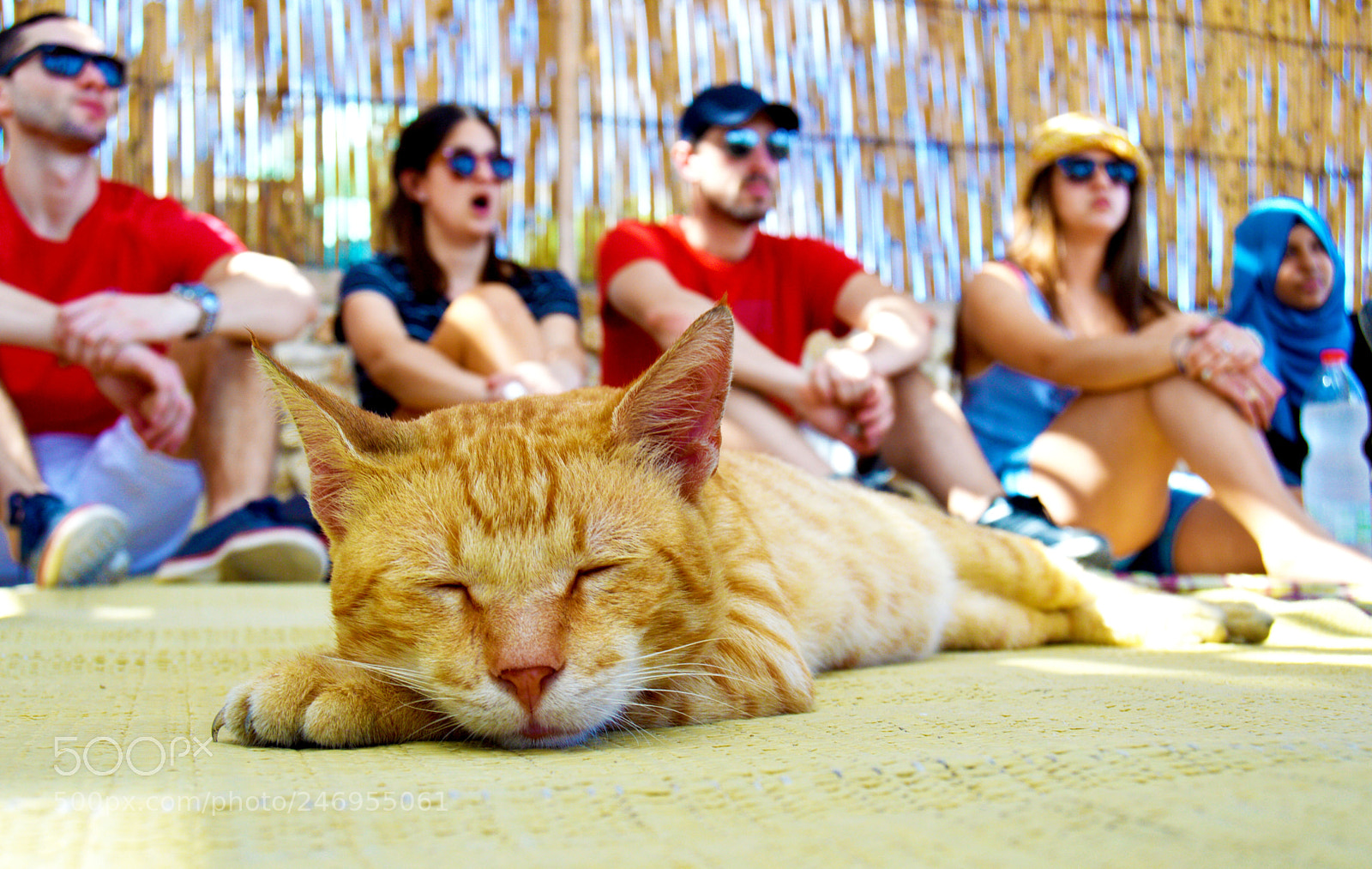 Nikon D3200 sample photo. Cat photography