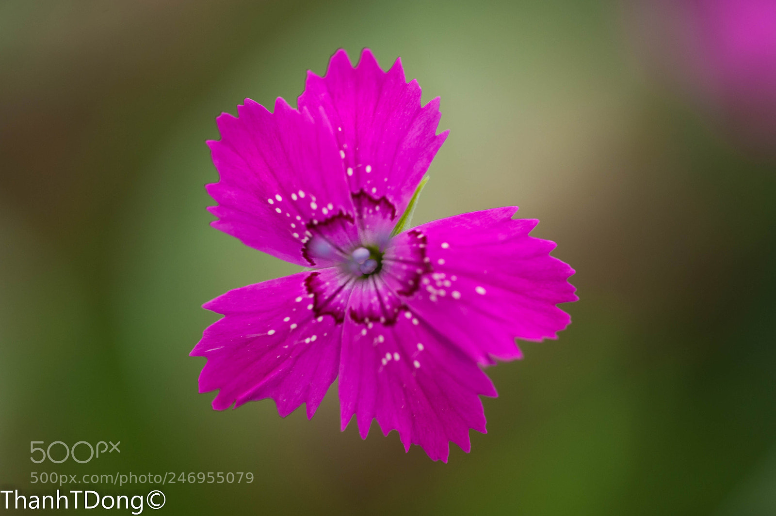 Nikon D700 sample photo. Maiden pink photography