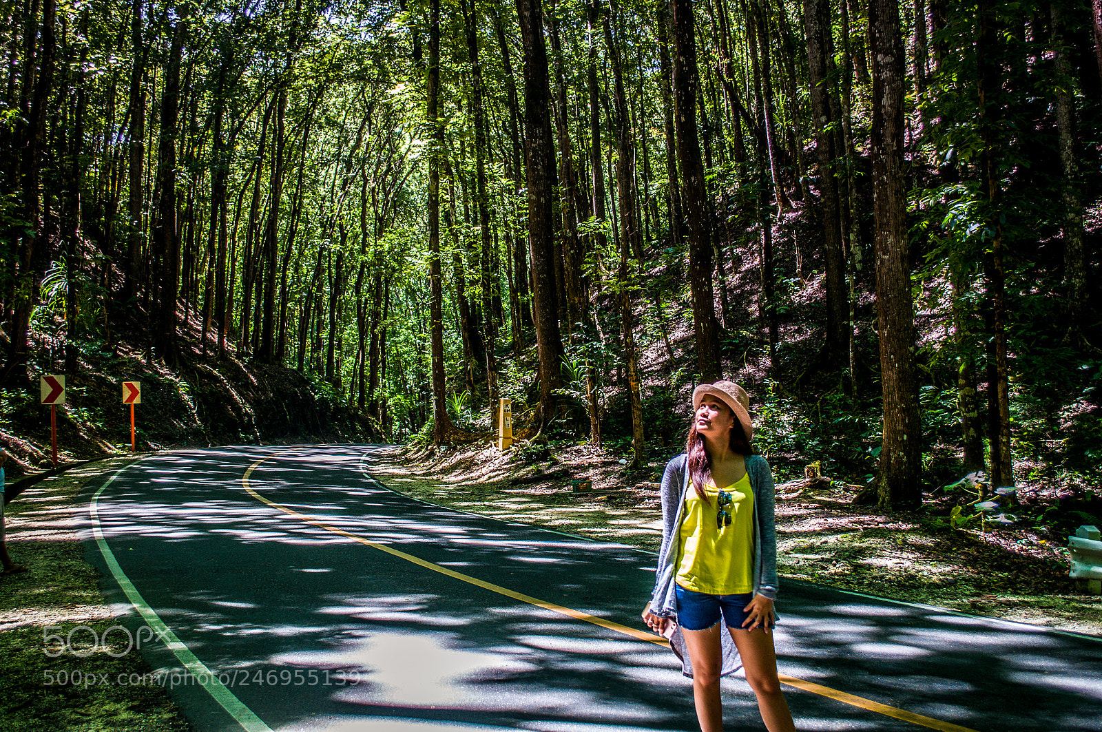 Nikon D90 sample photo. Man made forest bohol photography