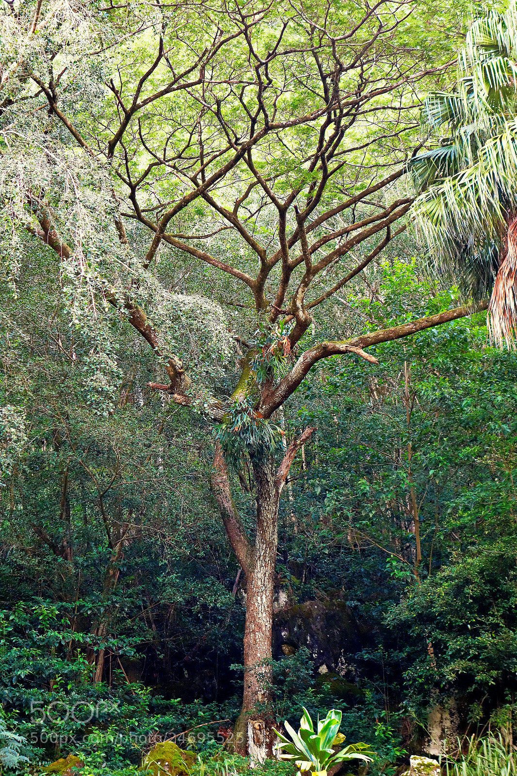 Sony Cyber-shot DSC-RX100 sample photo. Waimea tree study 1 photography