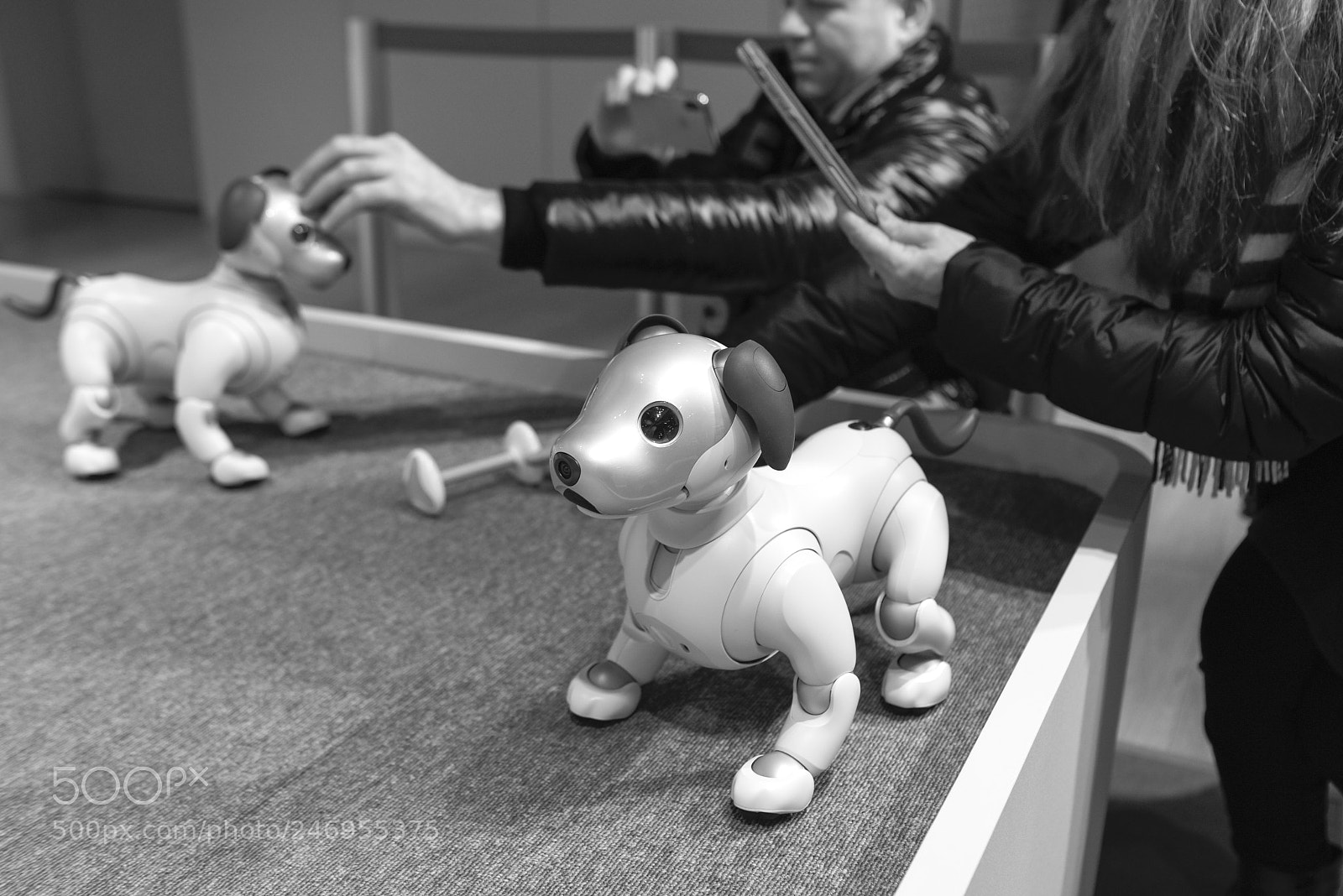 Nikon D810 sample photo. Robotic dogs.... photography