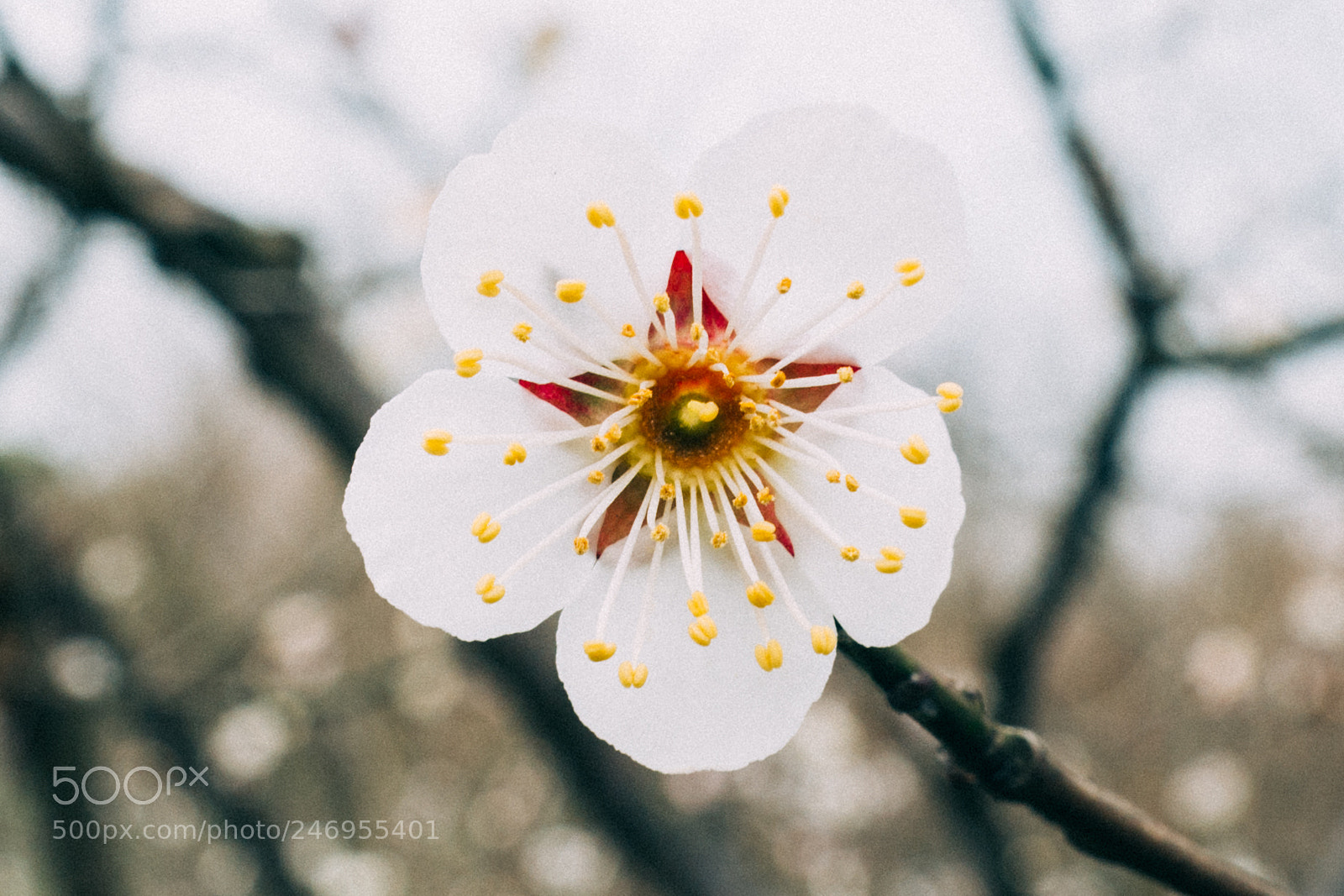 Leica Q (Typ 116) sample photo. Plum blossom photography