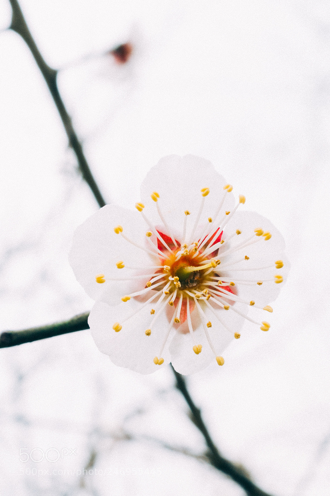 Leica Q (Typ 116) sample photo. Plum blossom photography