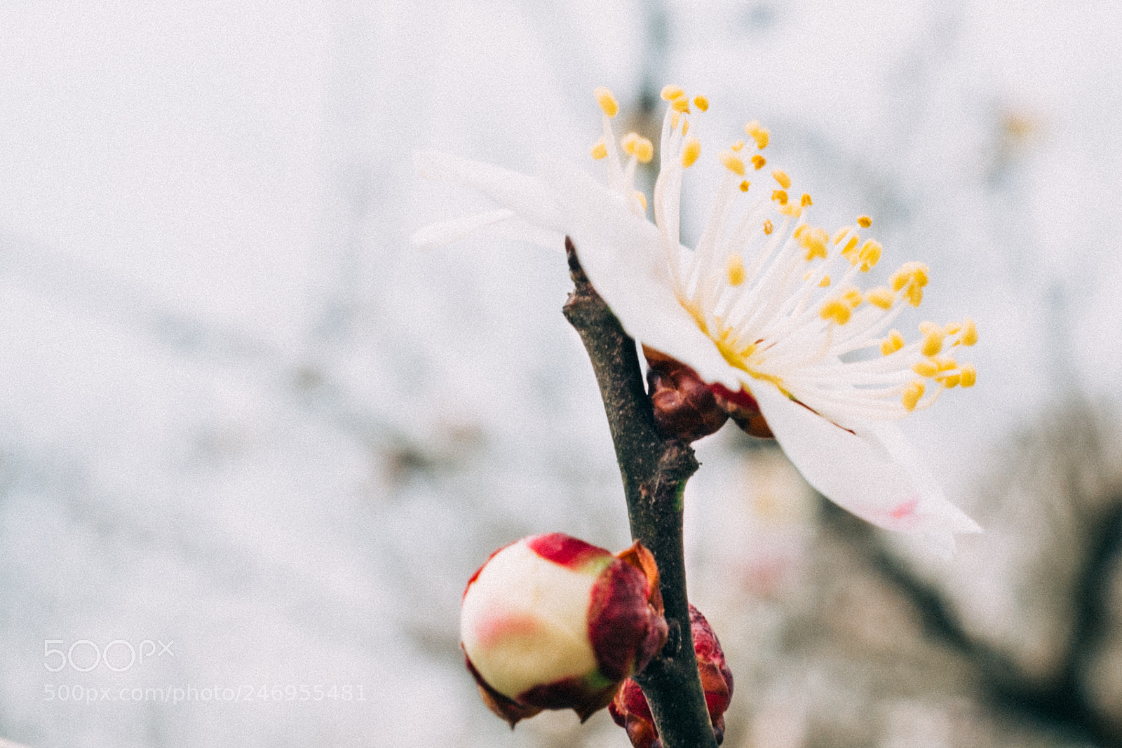 Leica Q (Typ 116) sample photo. Plum blossom photography
