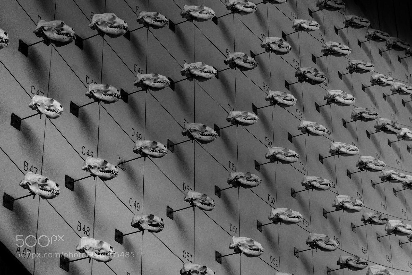 Nikon D3100 sample photo. Grid of skulls photography