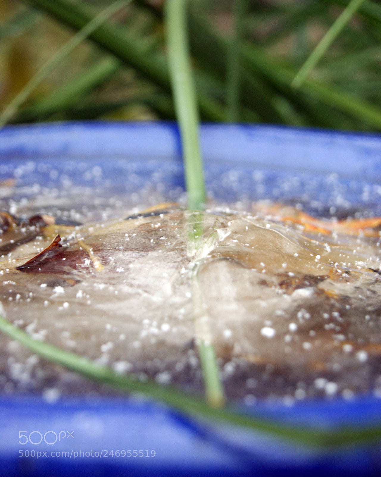 Sony Alpha DSLR-A390 sample photo. Icy bath photography