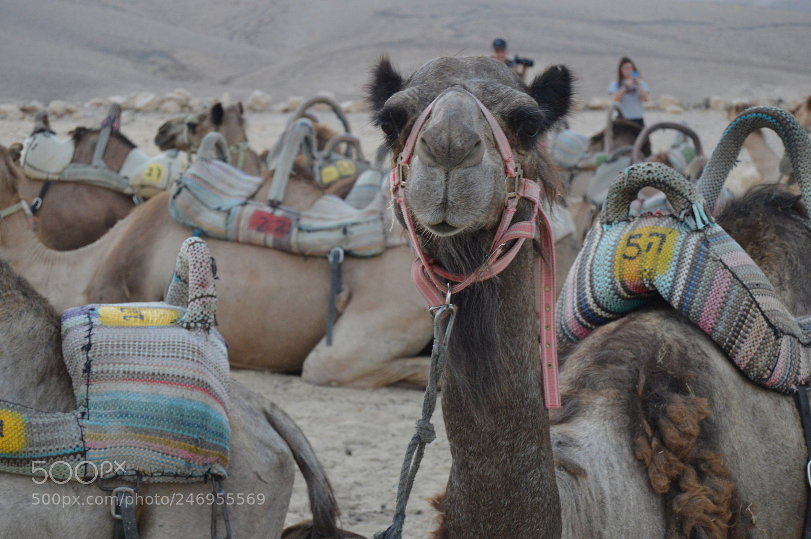 Nikon D3200 sample photo. 191.jpg photography