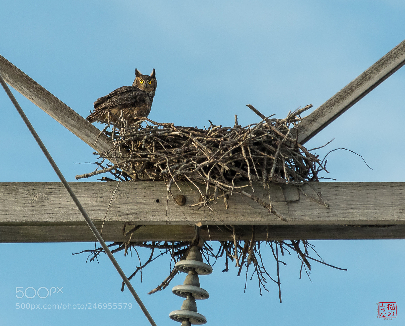 Nikon D500 sample photo. Great horned on the photography