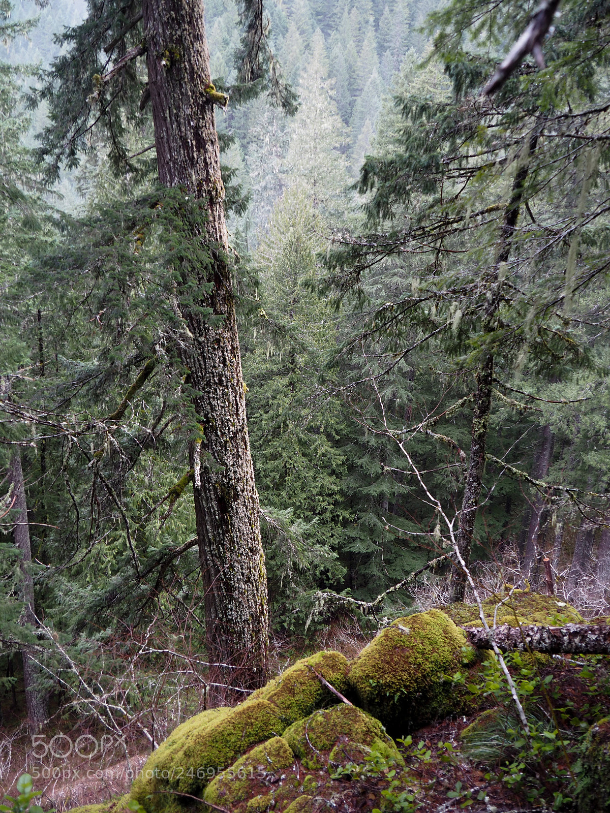 Olympus PEN E-PL7 sample photo. Old growth photography