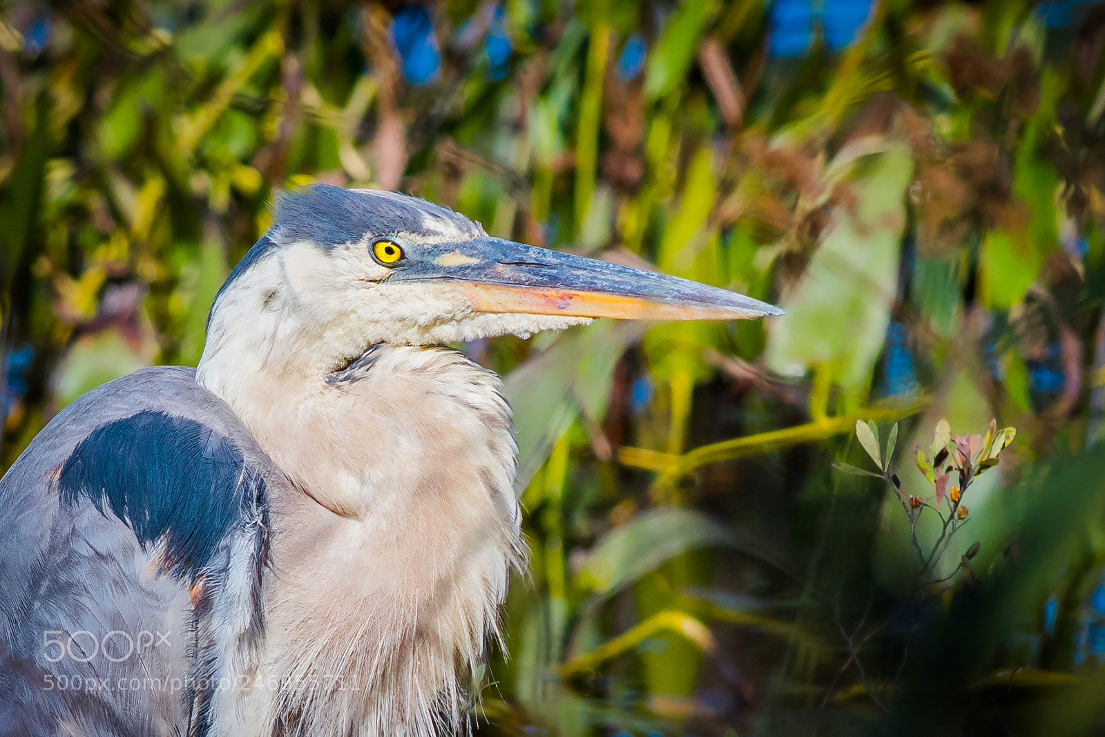 Nikon D500 sample photo. Great blue heron photography