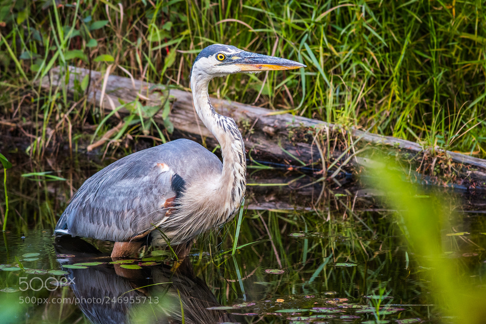 Nikon D500 sample photo. Great blue heron photography