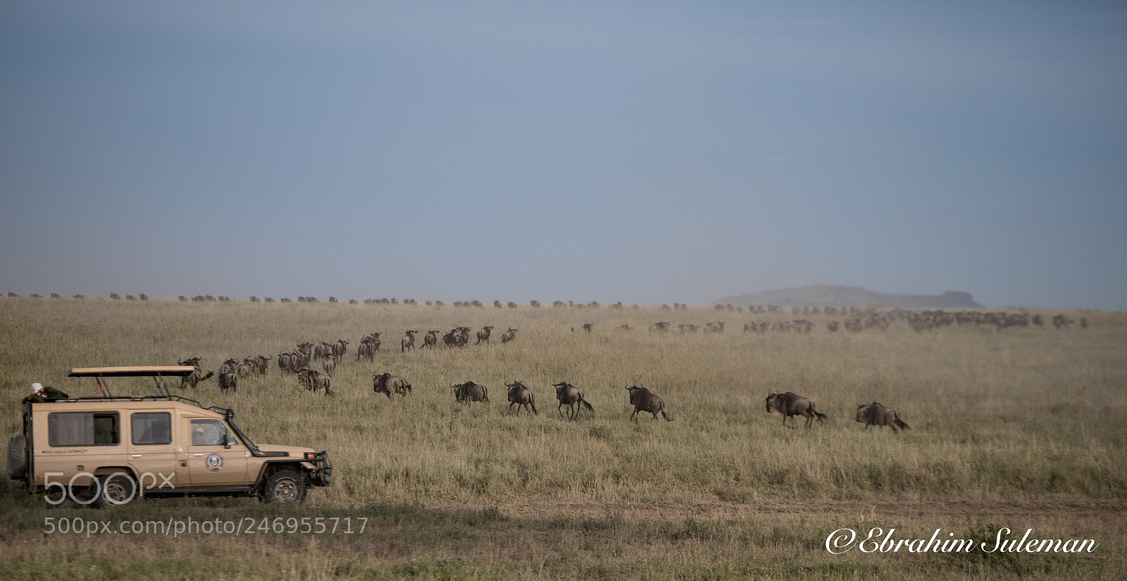 Nikon D850 sample photo. Migration photography