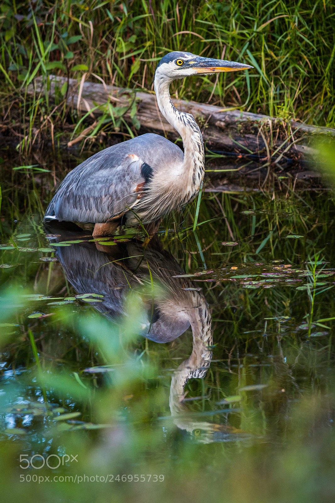 Nikon D500 sample photo. Great blue heron photography