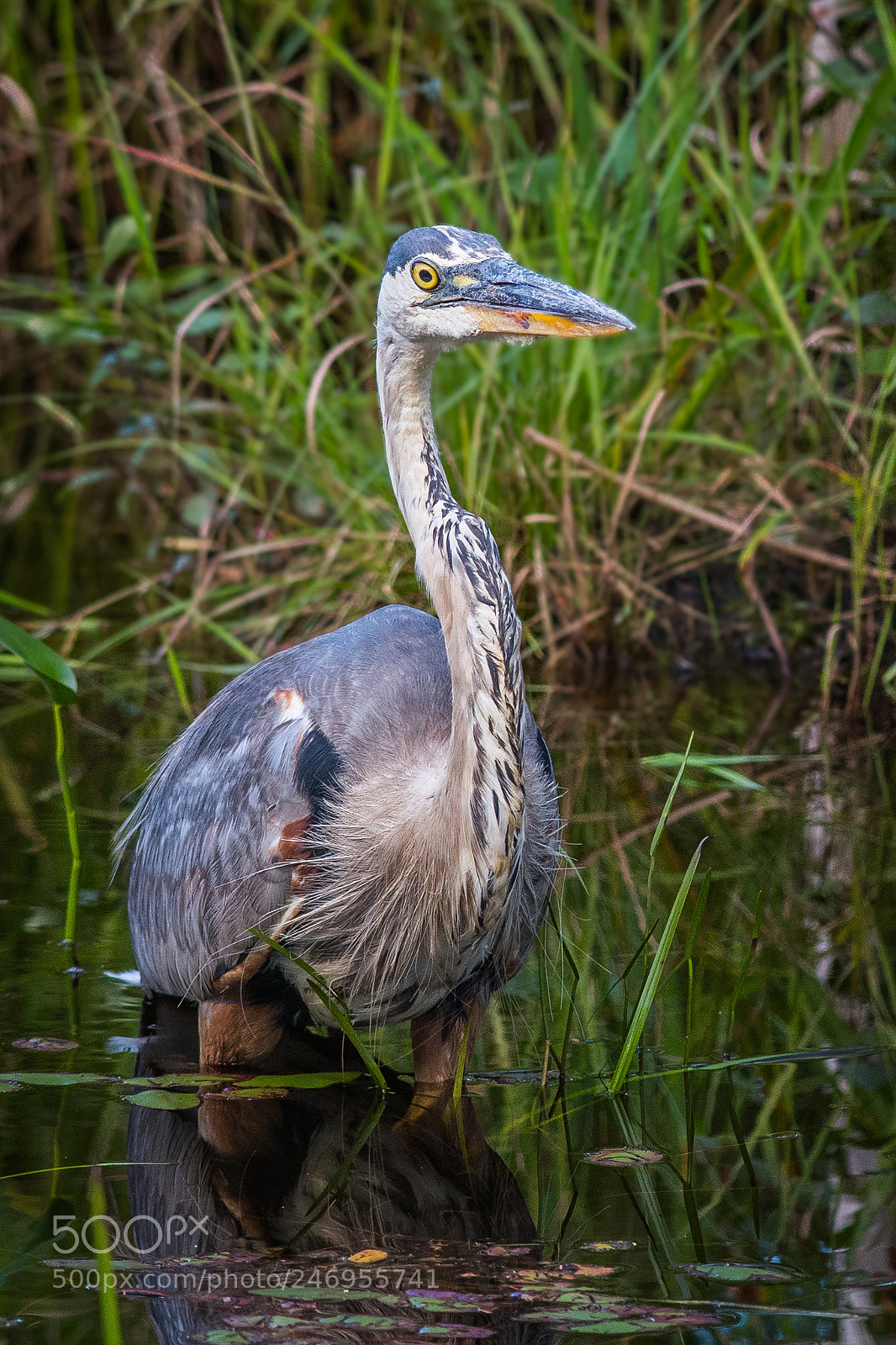 Nikon D500 sample photo. Great blue heron photography