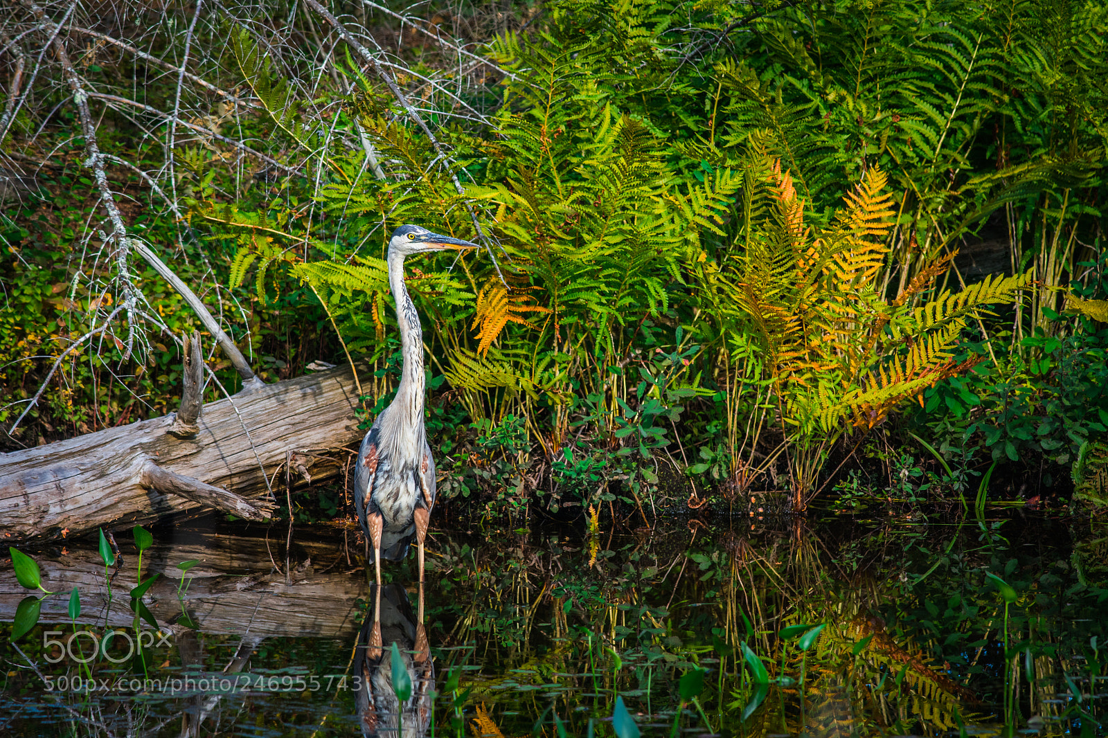 Nikon D500 sample photo. Great blue heron photography