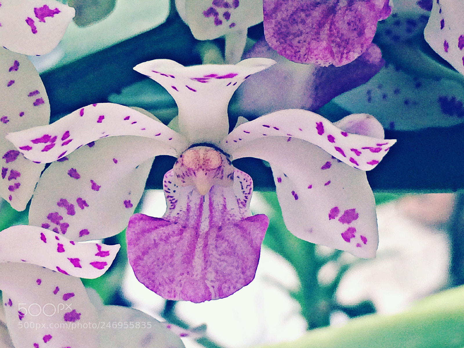 Apple iPhone 5s sample photo. Rhynchostylis gigabytea photography