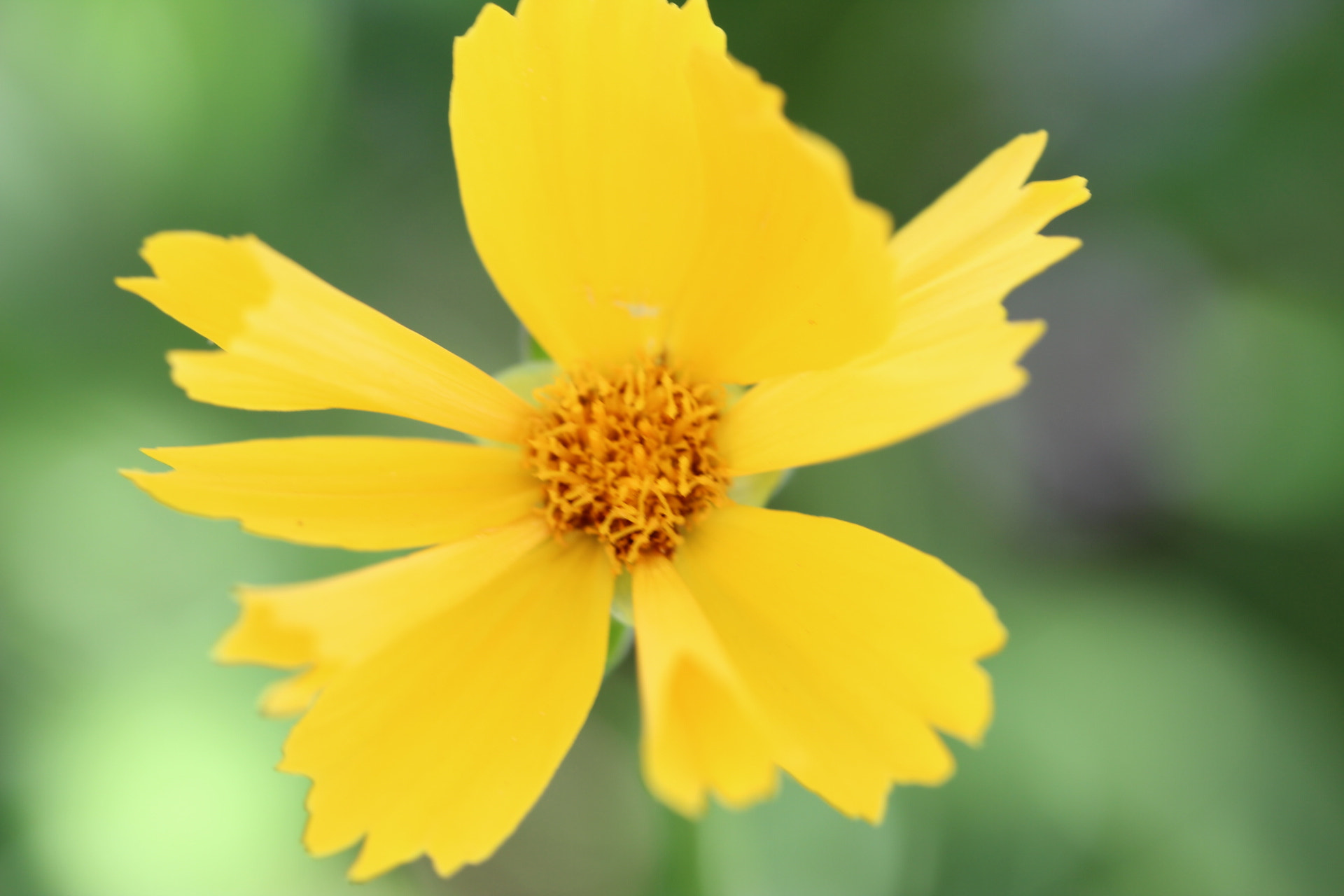 Canon EF-S 60mm F2.8 Macro USM sample photo