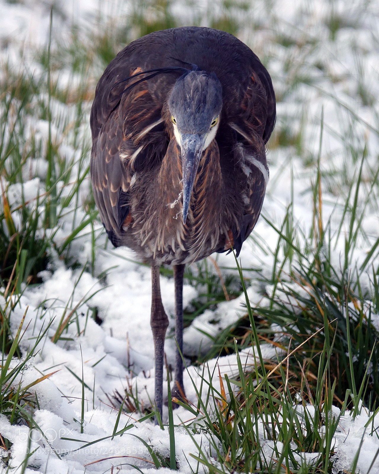 Sony Cyber-shot DSC-RX10 III sample photo. Blue heron photography