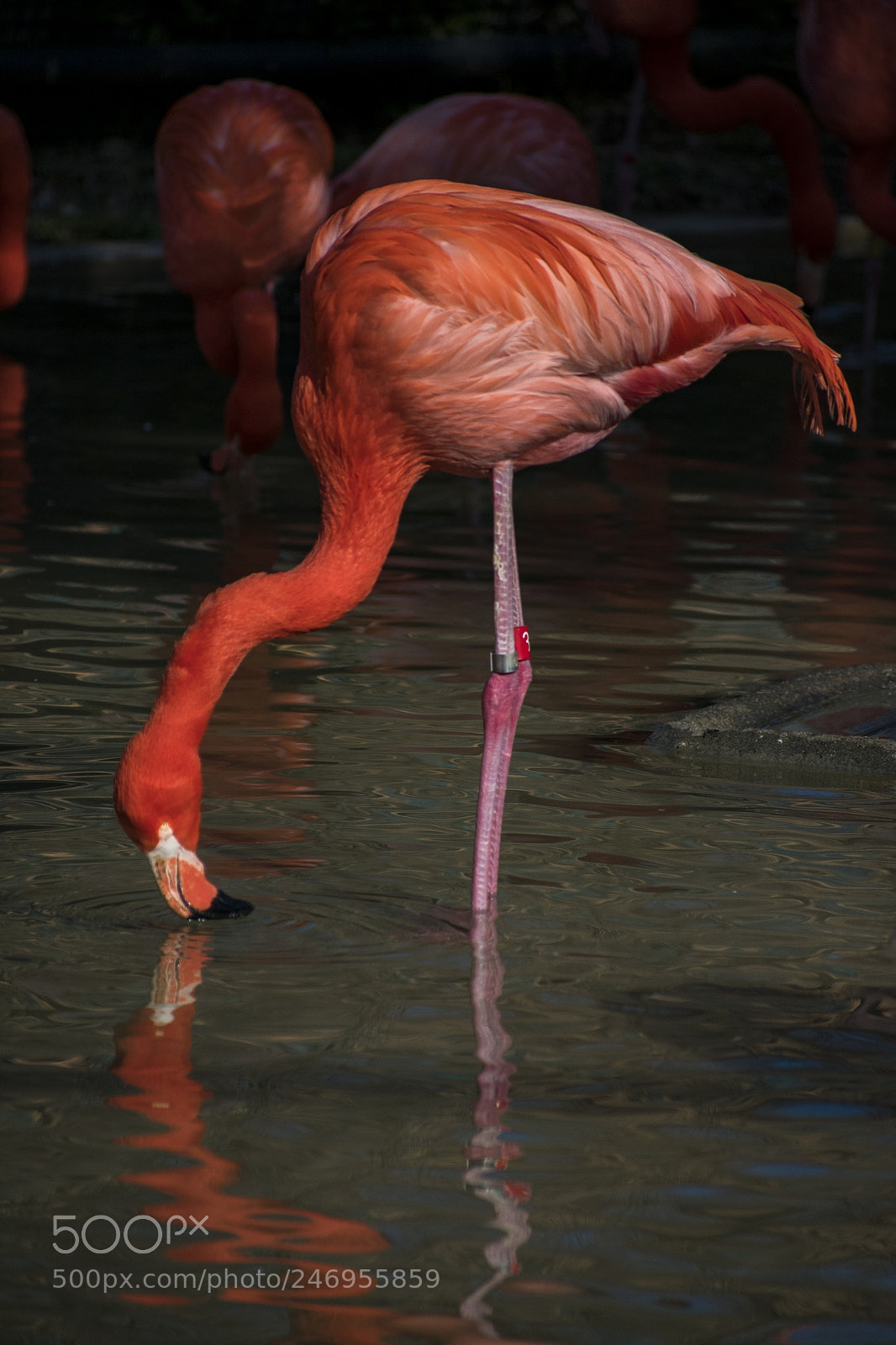 Nikon D3400 sample photo. Ueno zoo photography
