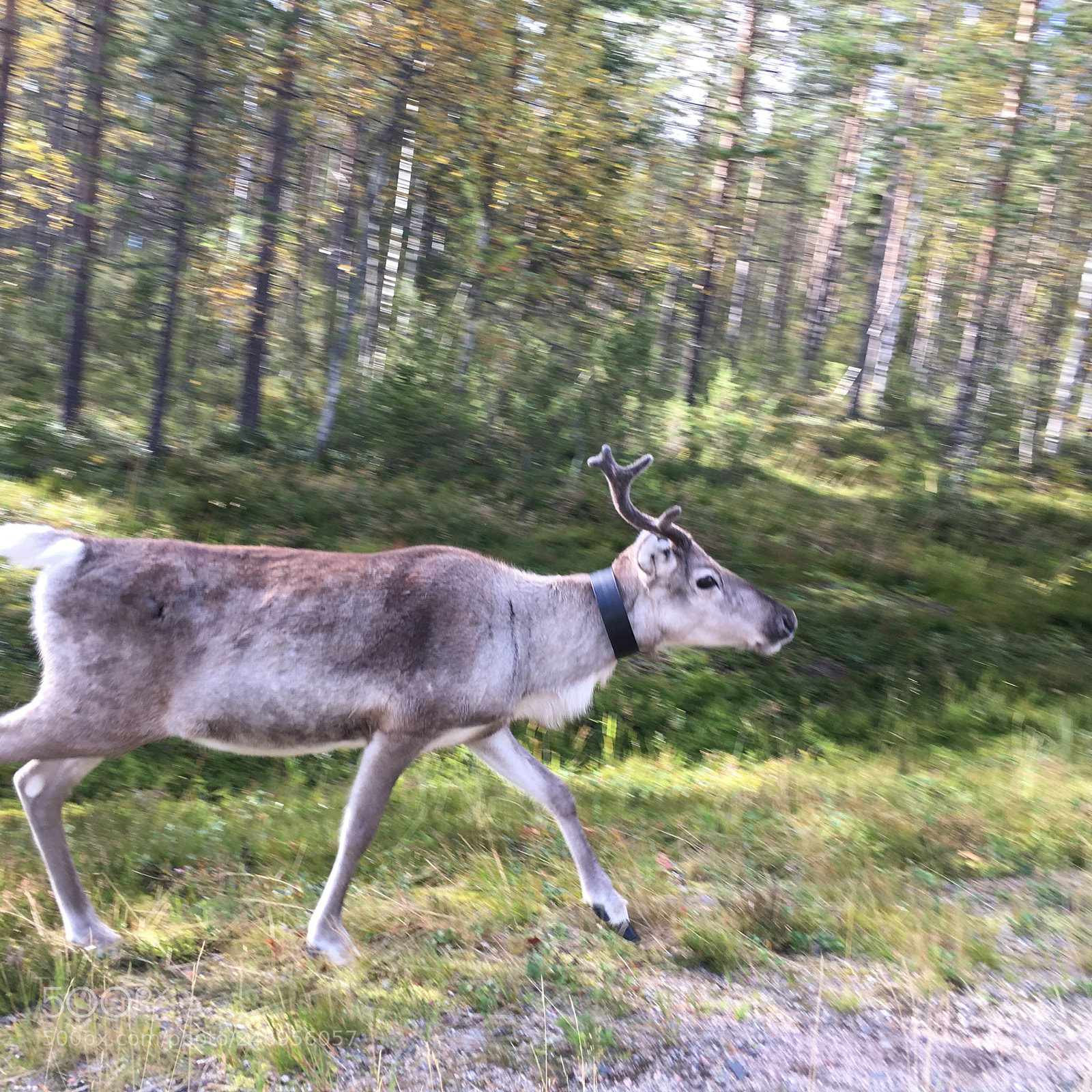 Apple iPhone 6s sample photo. Reindeer in finland photography