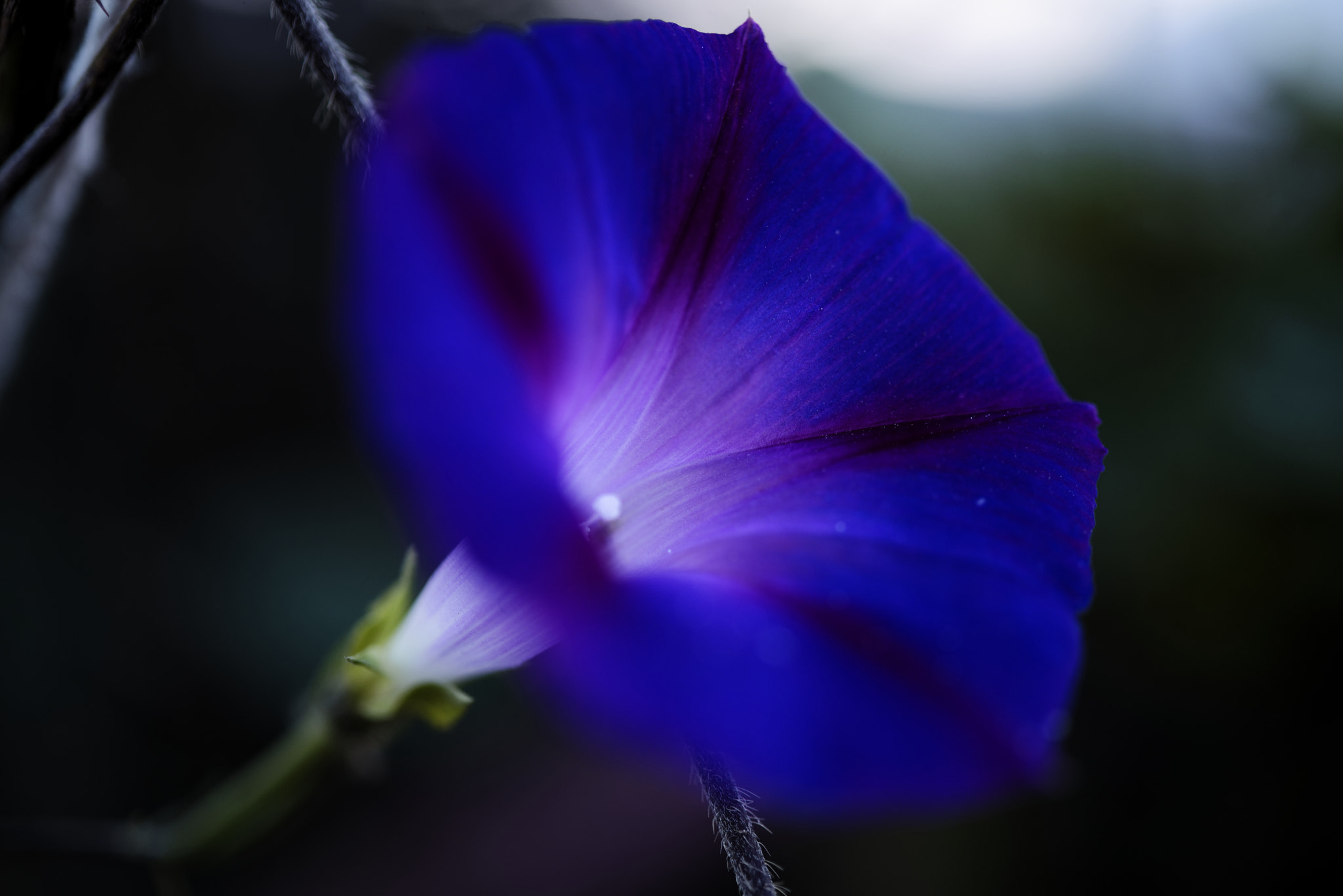 Nikon AF-S Micro-Nikkor 60mm F2.8G ED sample photo. Dsc9720 photography