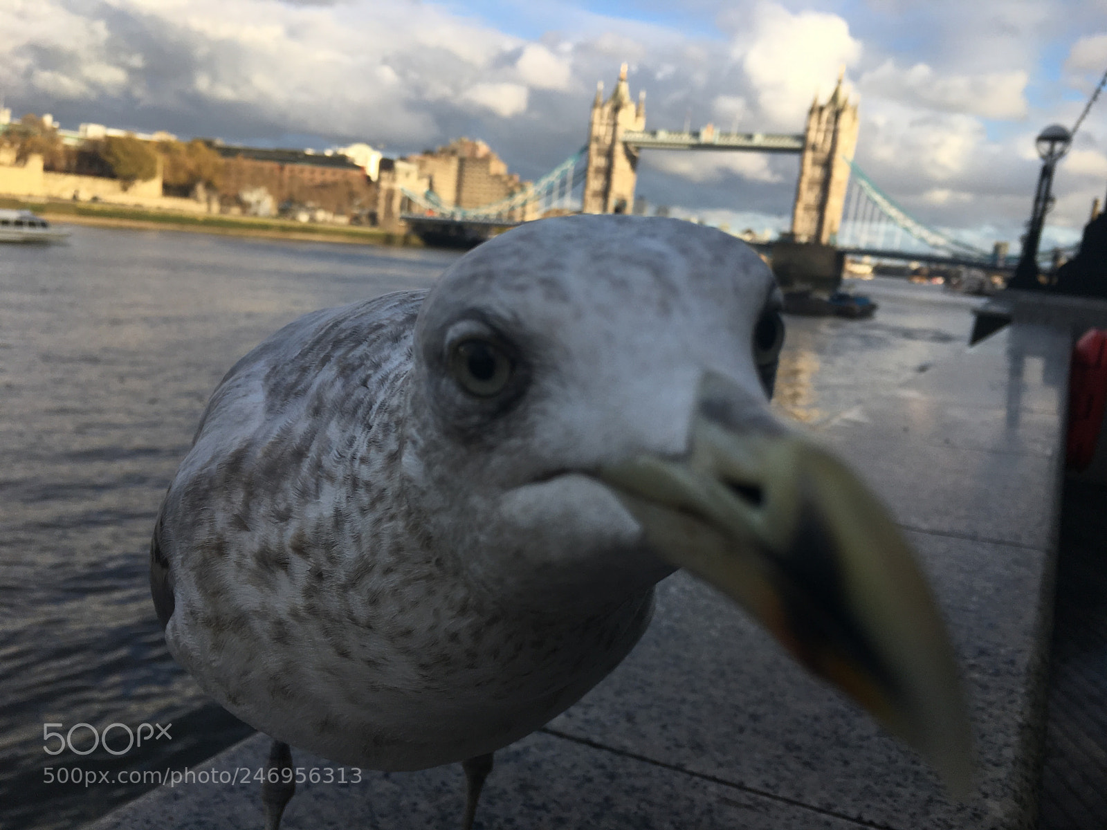 Apple iPhone 6s sample photo. Bird in front of photography