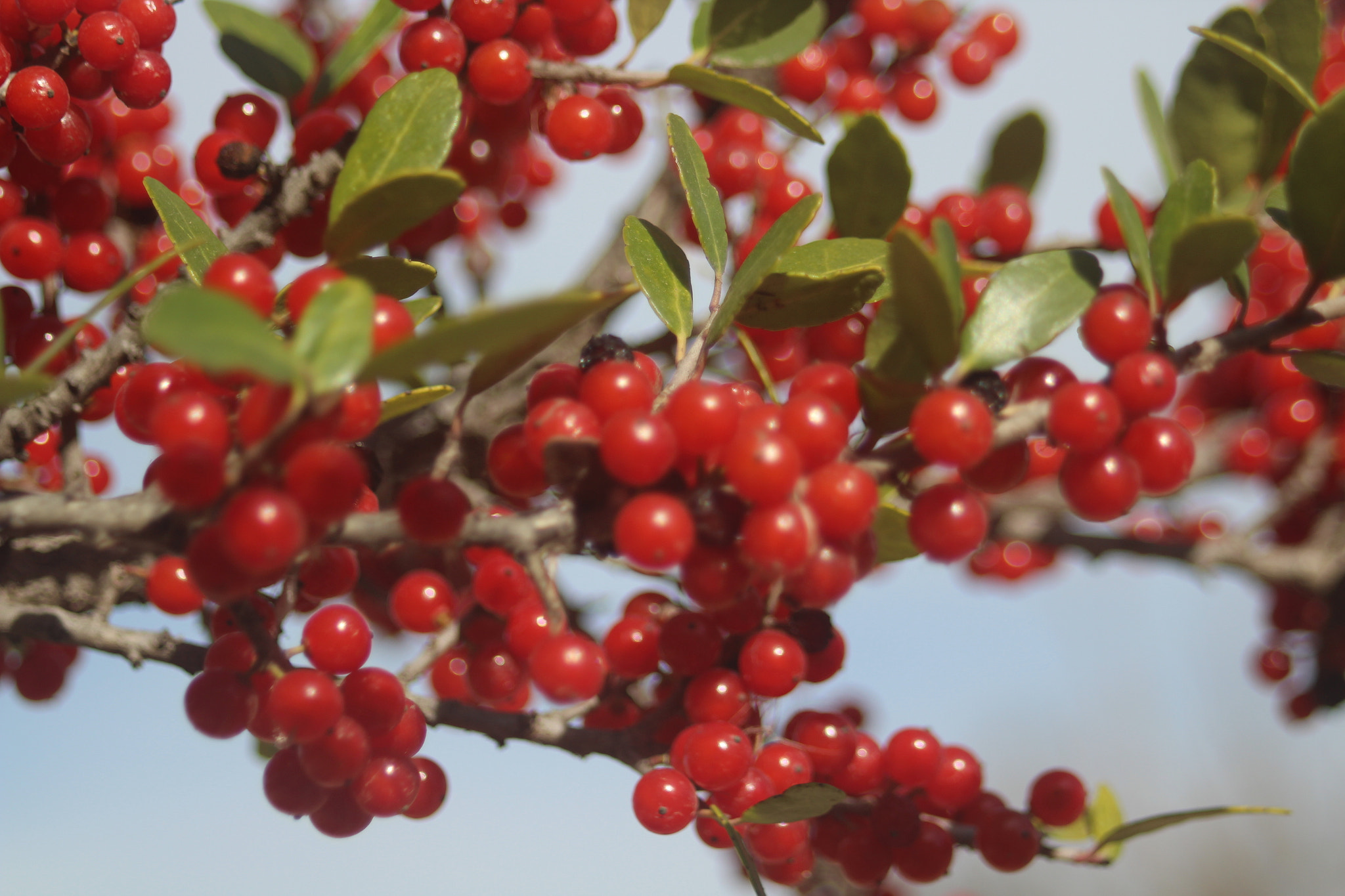 Canon EF 35-80mm f/4-5.6 sample photo. Img photography