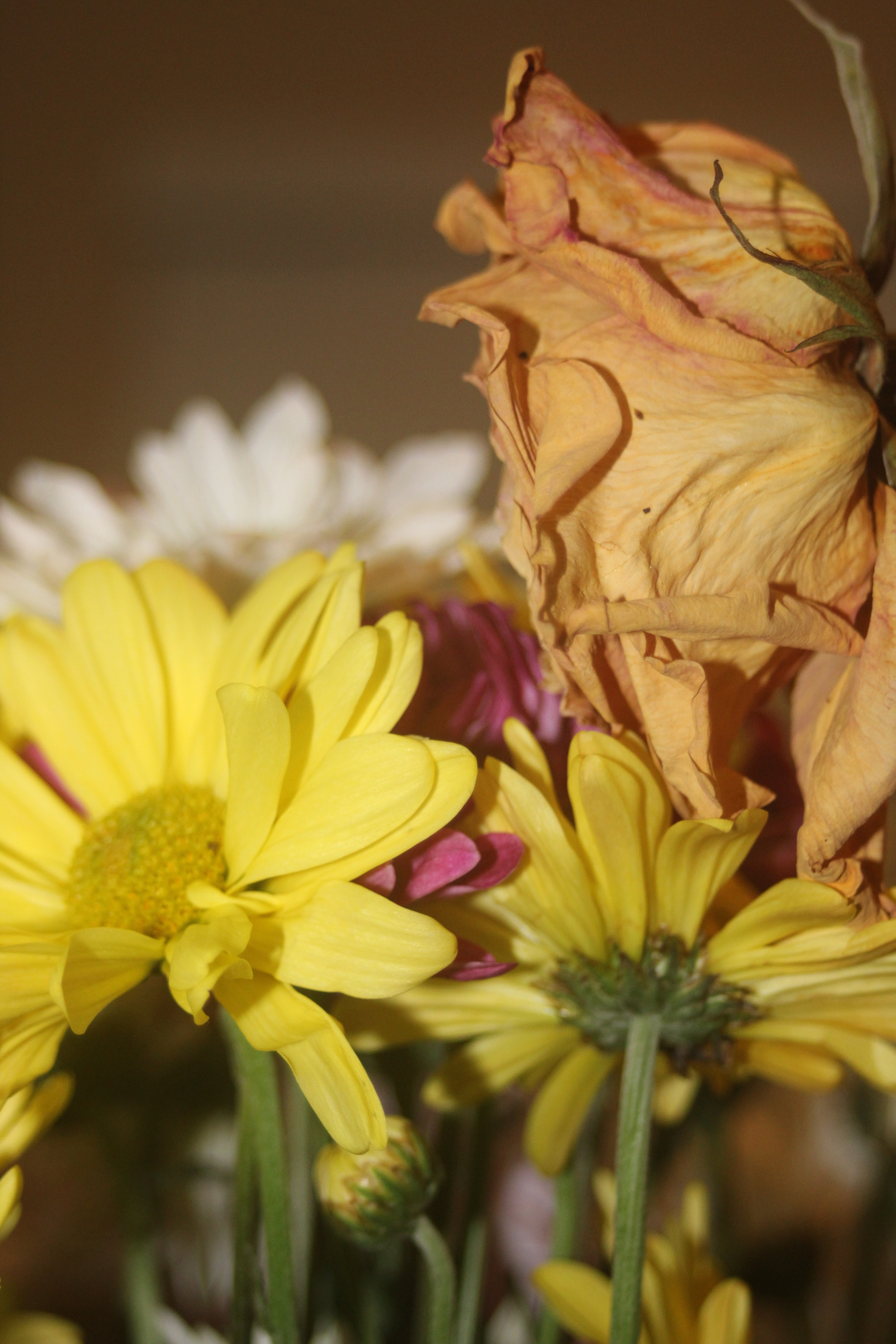 Canon EF 35-80mm f/4-5.6 sample photo. Img photography