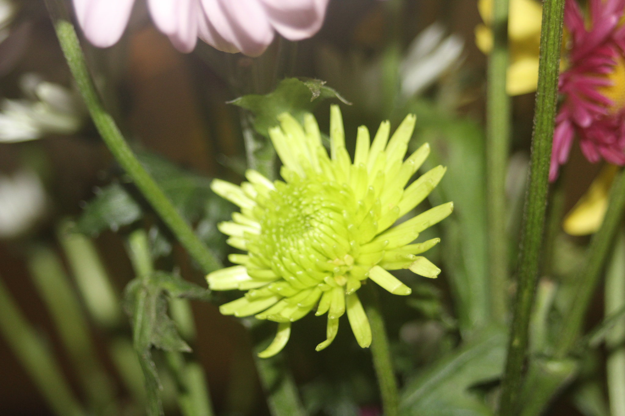 Canon EF 35-80mm f/4-5.6 sample photo. Img photography