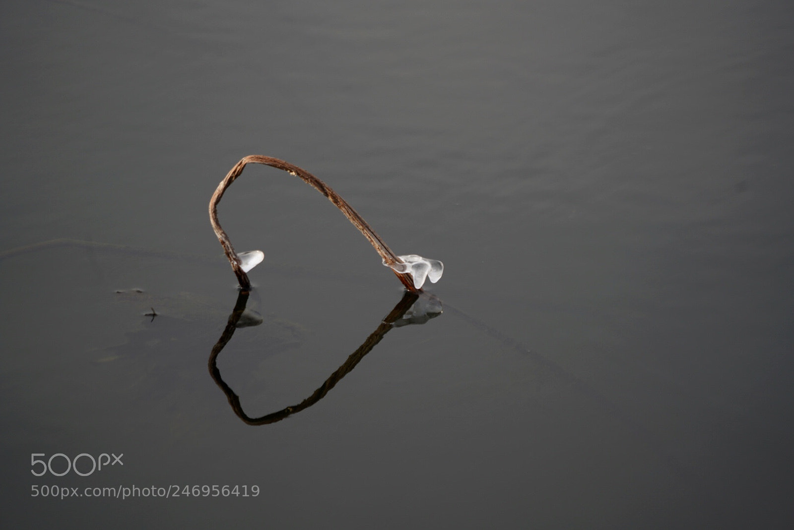 Sony a7R III sample photo. 残荷 photography