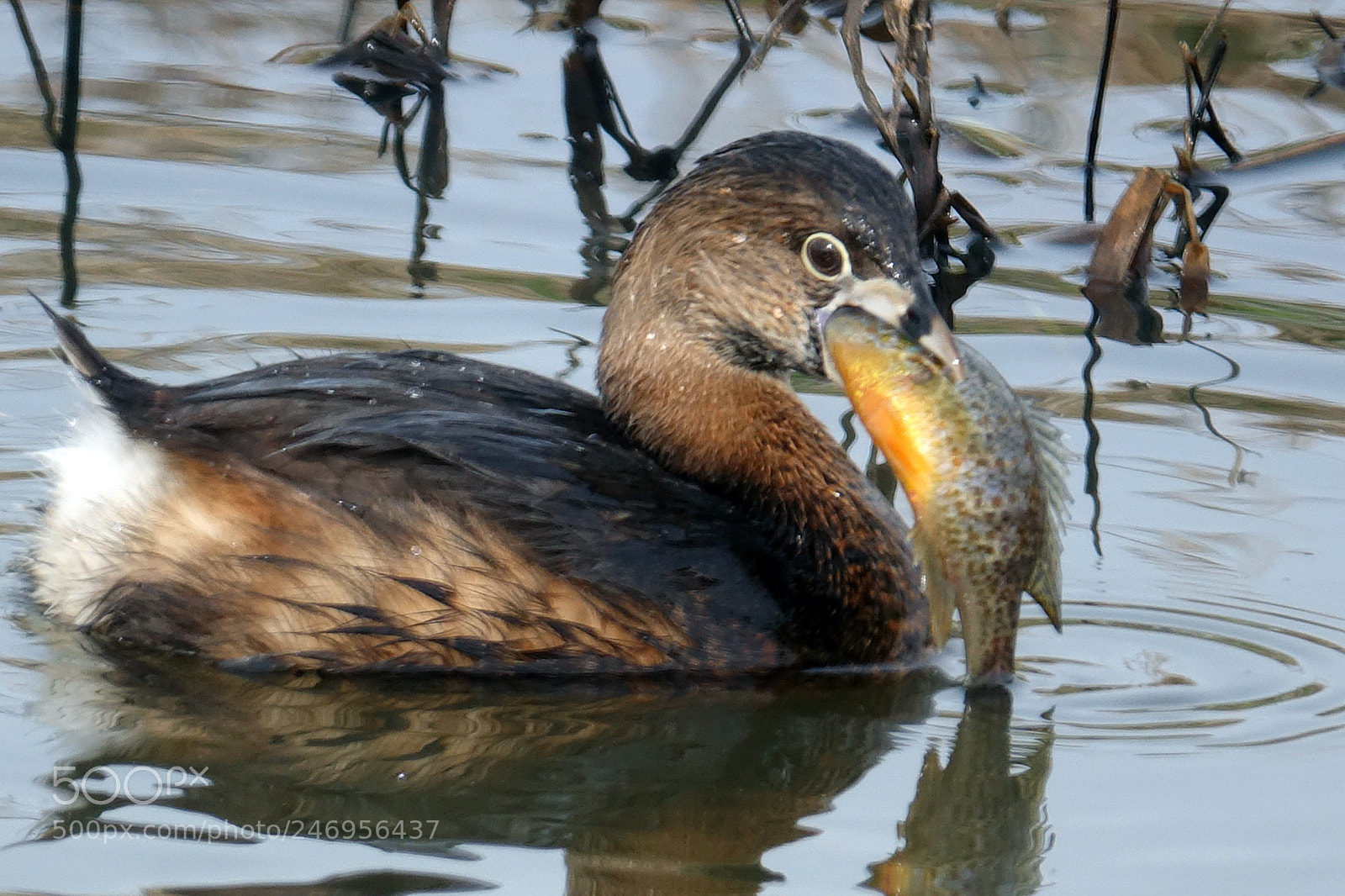 Sony Cyber-shot DSC-RX10 III sample photo. Dgrebe and carp photography