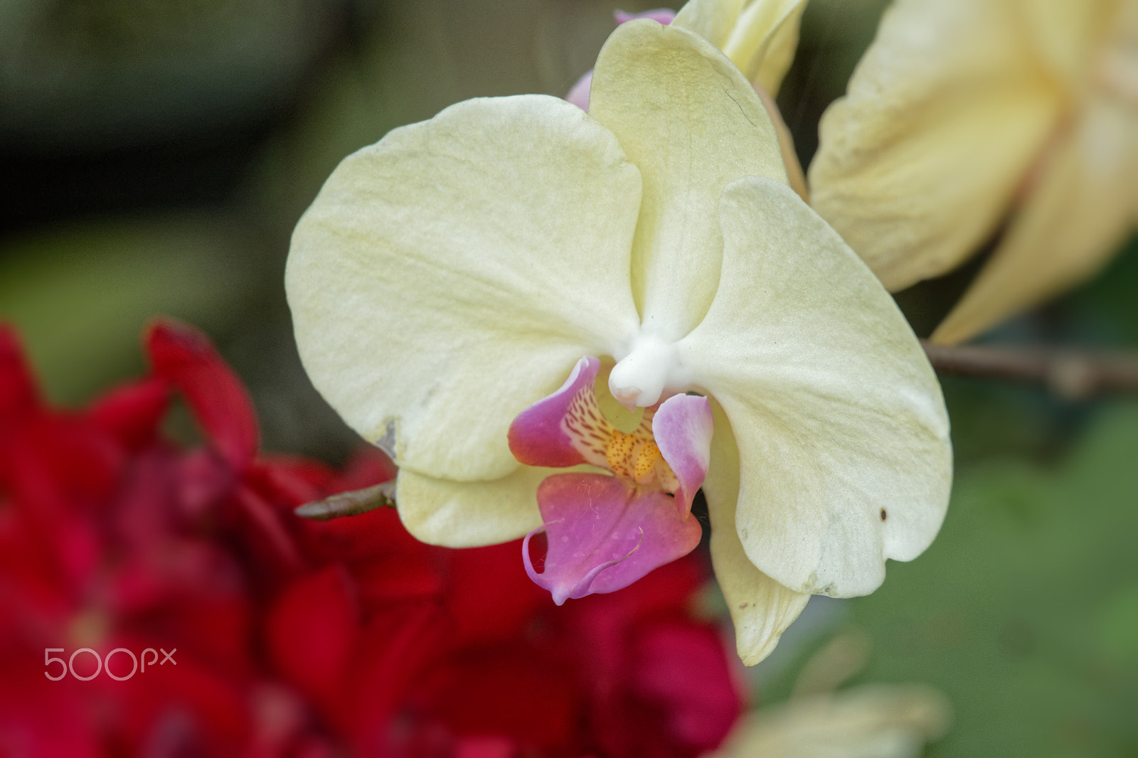 Canon EOS M5 + Canon EF 70-200mm F4L IS USM sample photo. Orchid in the garden photography