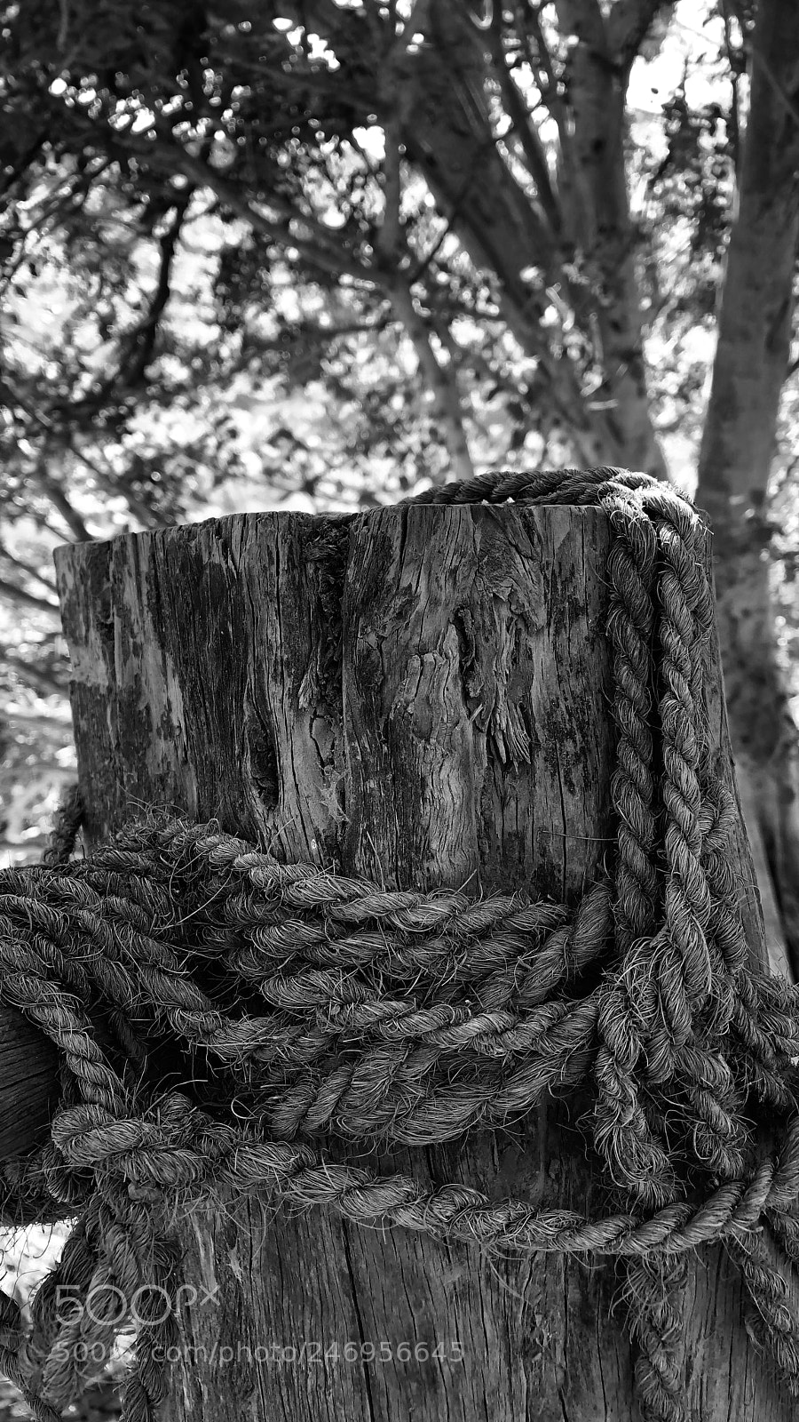 Apple iPhone 8 Plus sample photo. Untitled photography