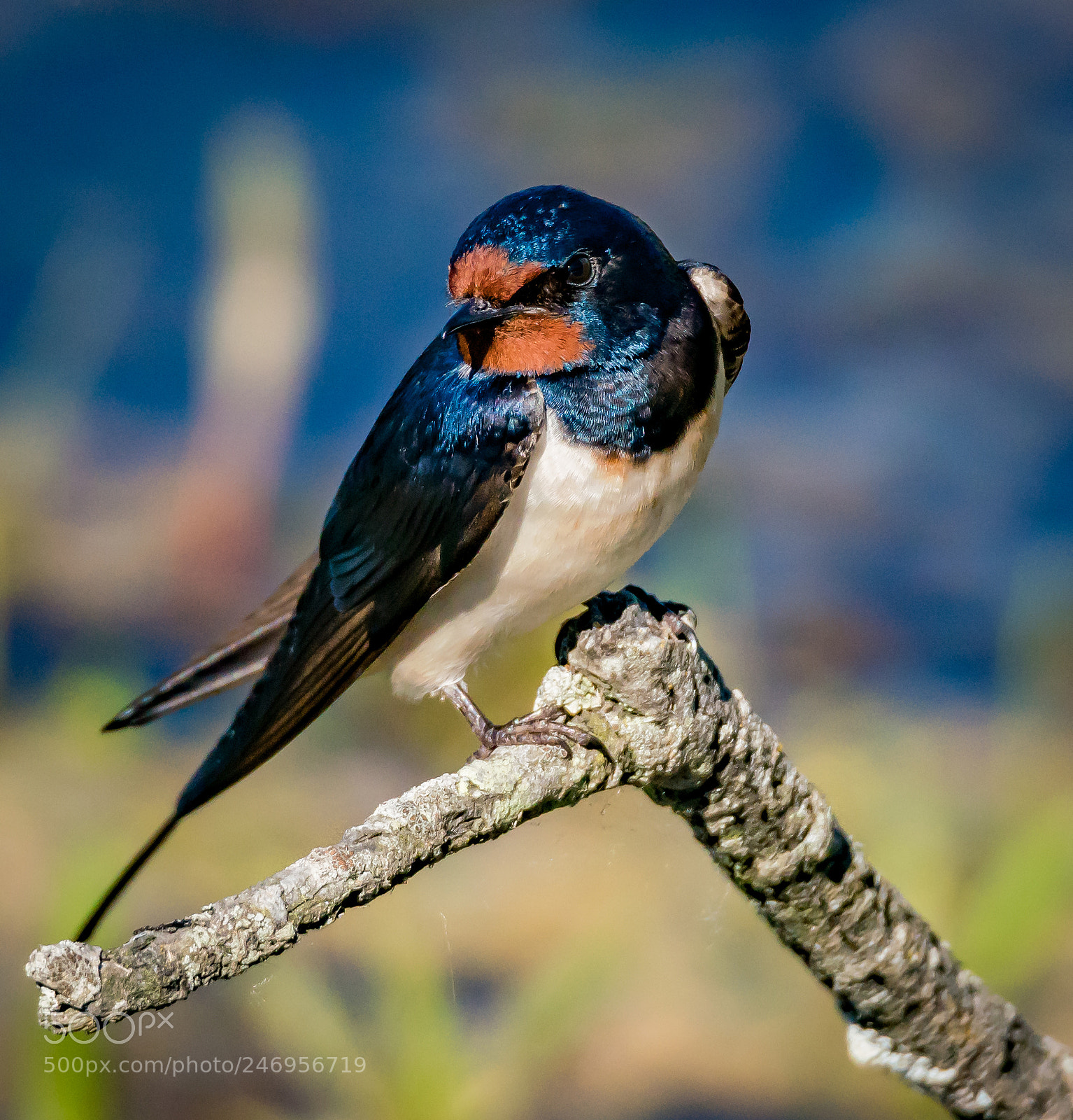 Sony a99 II sample photo. Closeup swallow (hirundo rustica) 05/26/17 photography