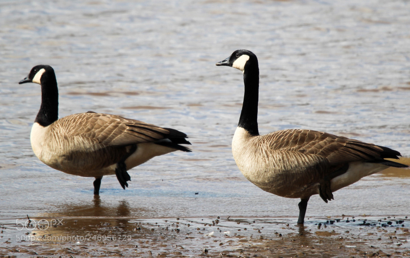 Canon EOS 1300D (EOS Rebel T6 / EOS Kiss X80) sample photo. Canadian geese break photography