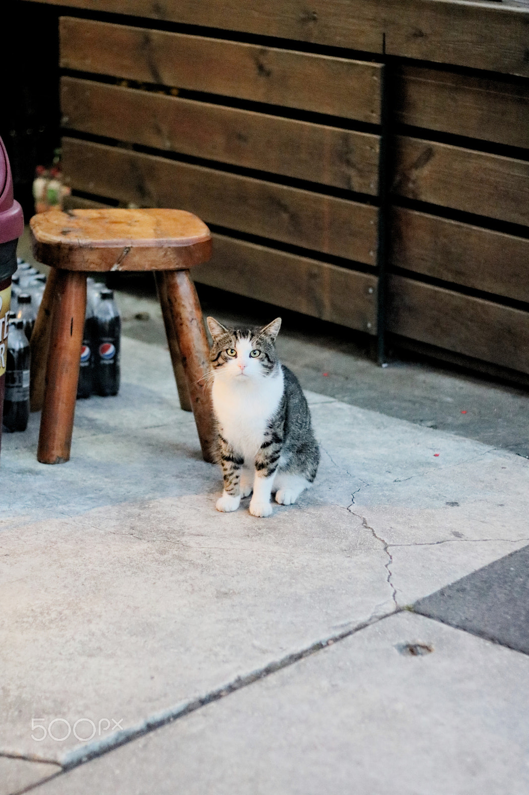 Canon EOS 750D (EOS Rebel T6i / EOS Kiss X8i) sample photo. Hungarian cat photography