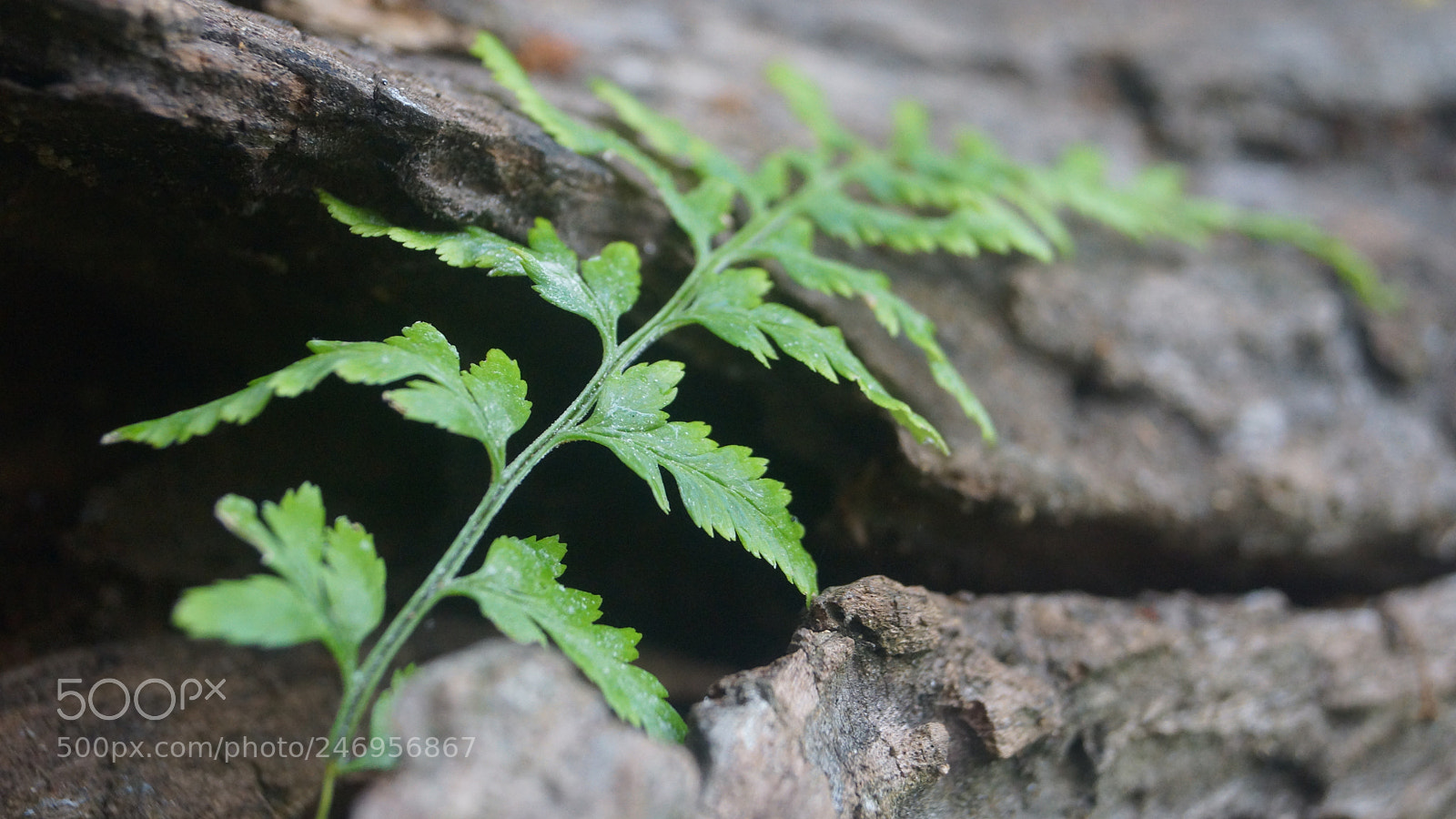 Sony SLT-A65 (SLT-A65V) sample photo. ? photography