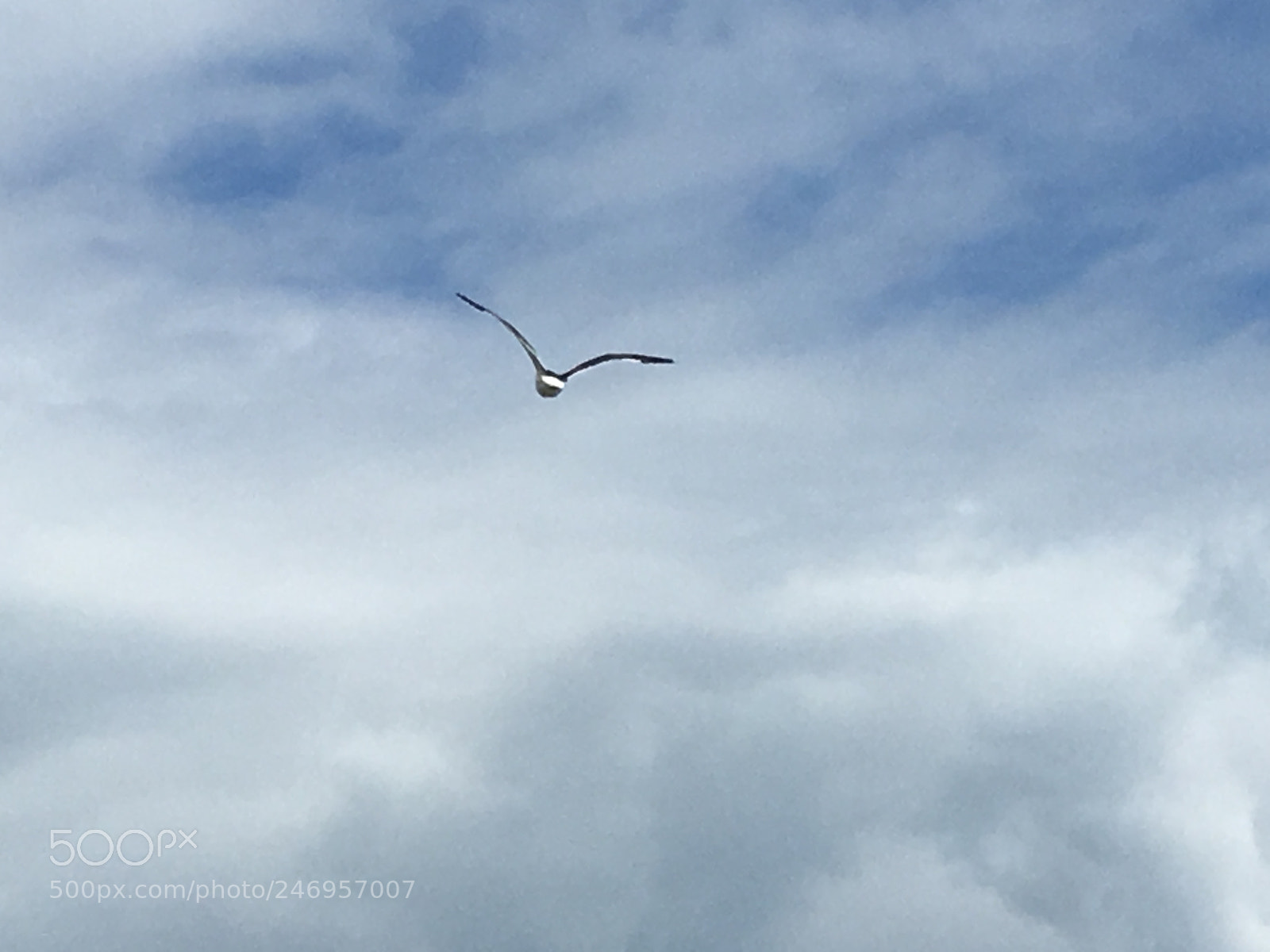 Apple iPhone 6s Plus sample photo. Reach for the sky photography
